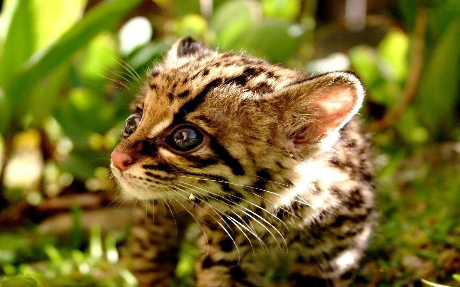1920x1200 Animals Wallpaper. Animals Wallpaper