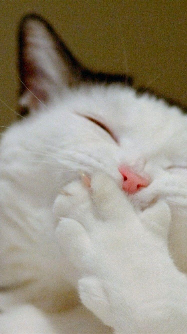 750x1334 Funny Cat, Face, Paw 750x1334 IPhone 8 7 6 6S Wallpaper
