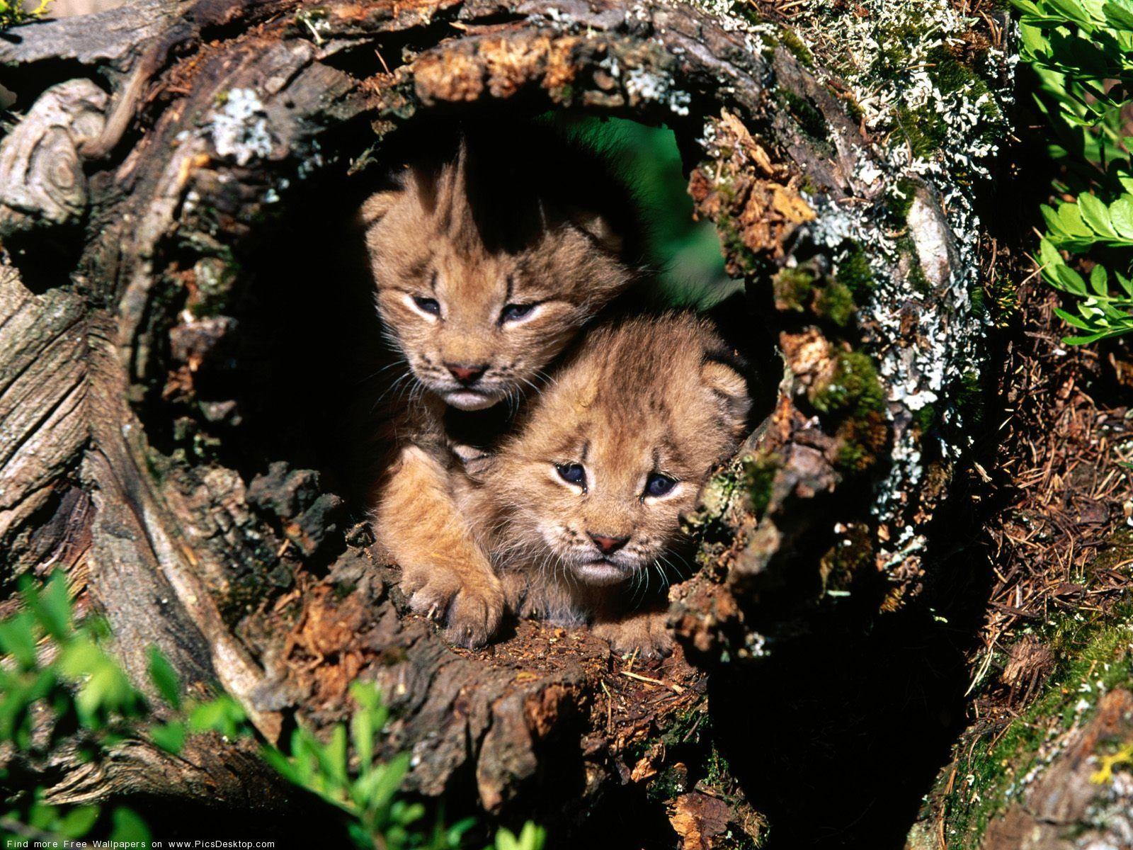 1600x1200 Hd Animal Wallpaper For Desktop Free Download