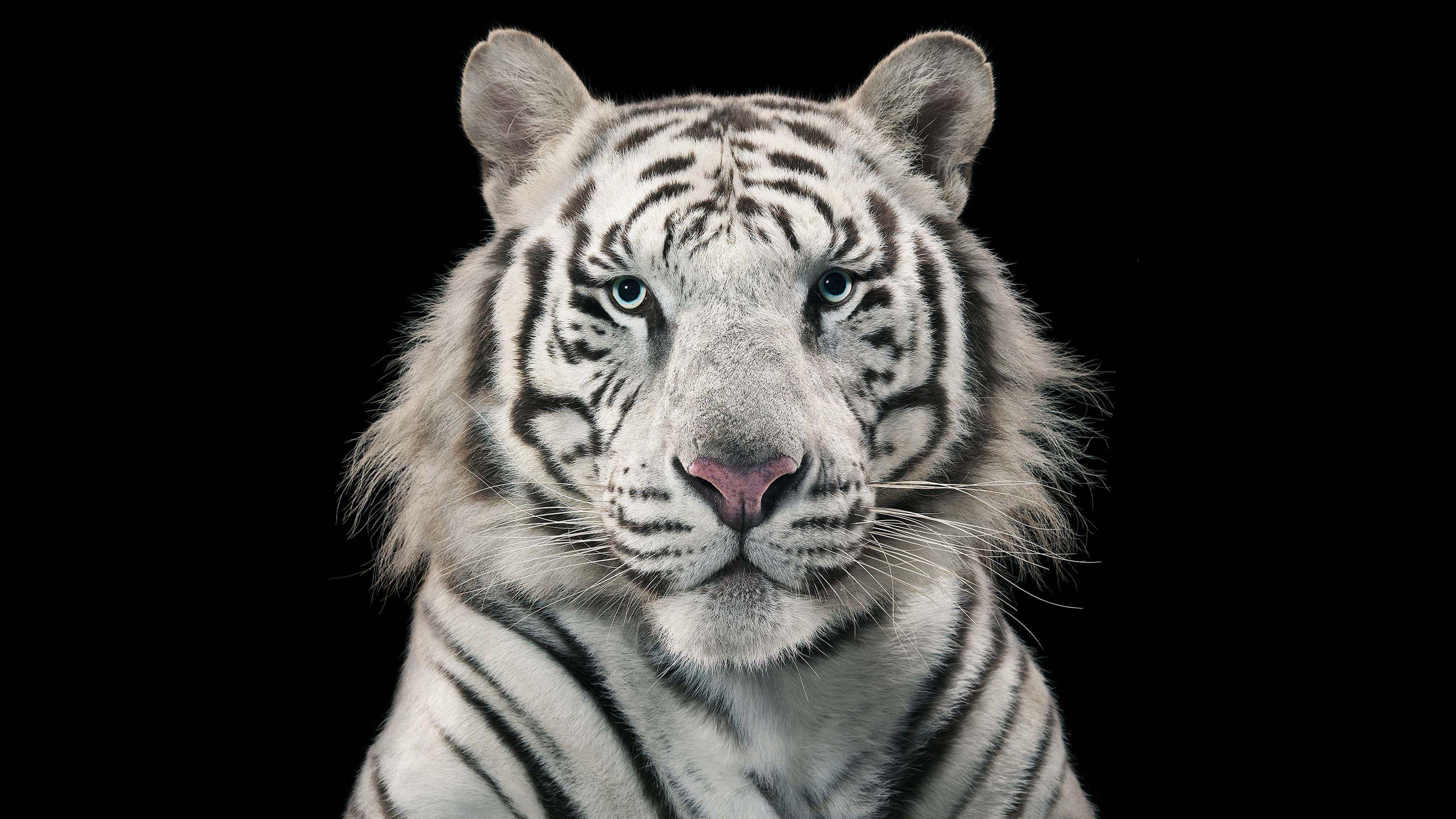 White Tiger 4K Wallpapers Top Free White Tiger 4K Backgrounds