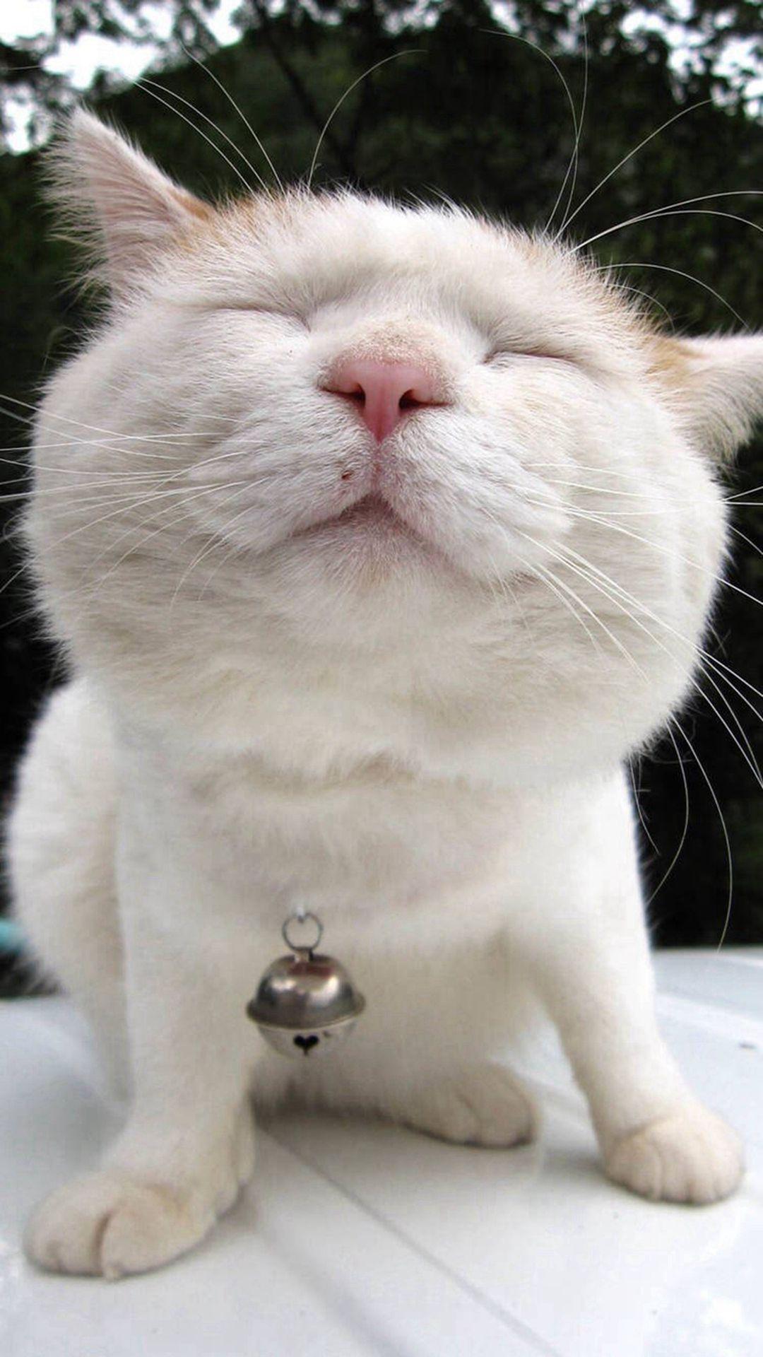 1080x1920 Funny Cute Lion Cat Fun iPhone 8 Wallpaper Free Download