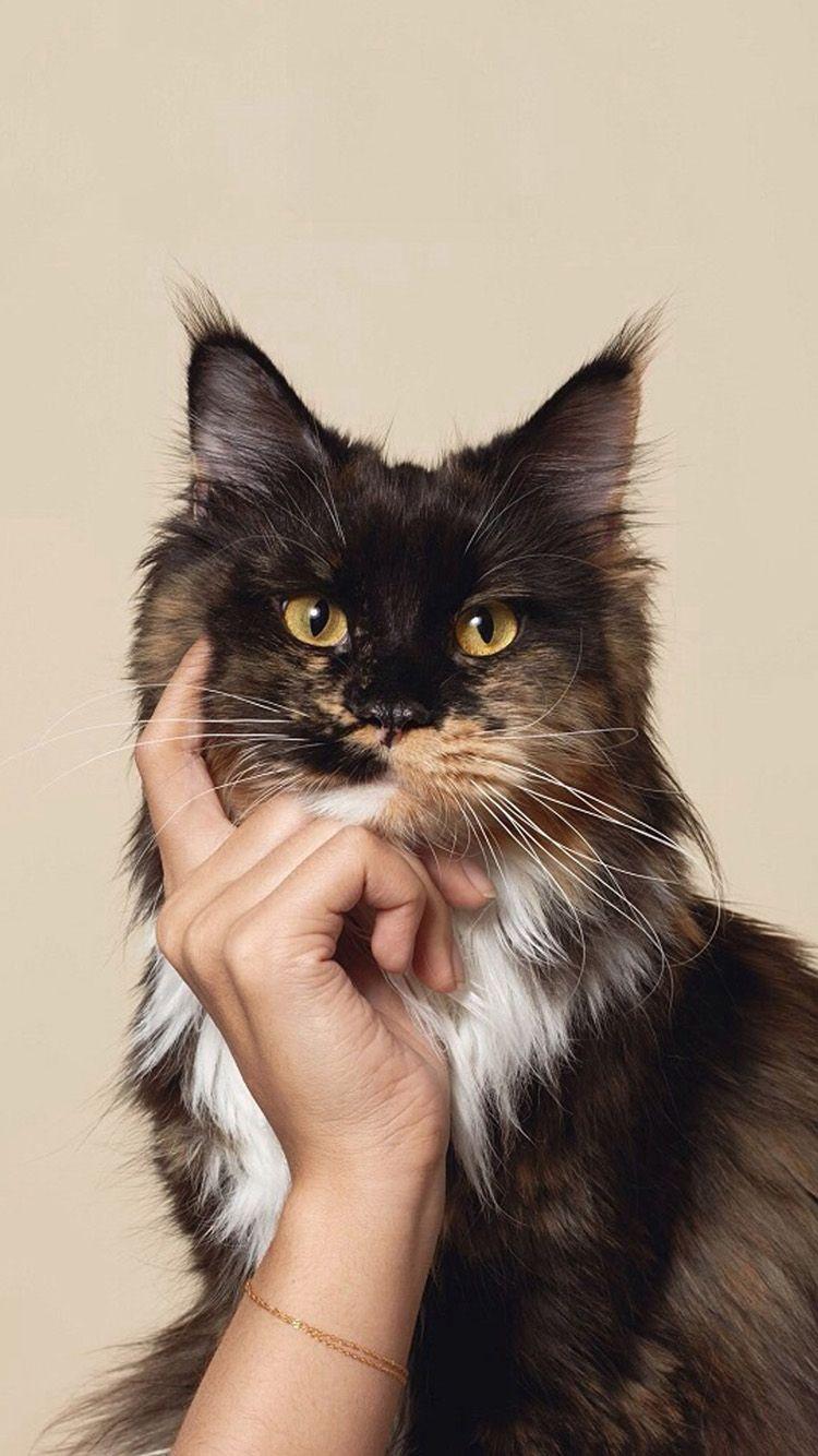 750x1334 Free download Funny Thinking Cat Wallpaper photo of Funny iPhone