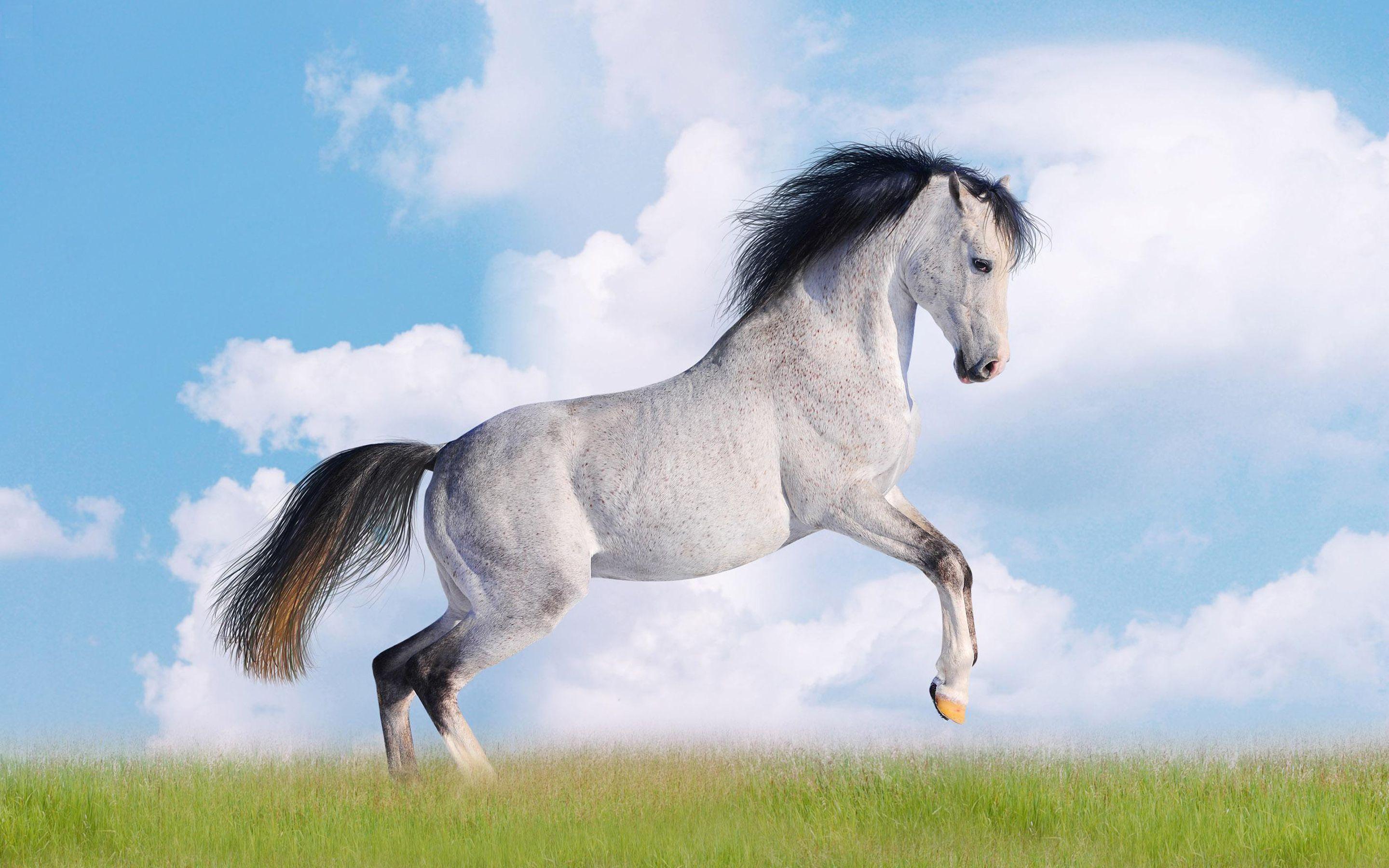 2880x1800 White Horse Desktop Wallpaper HD free download for windows