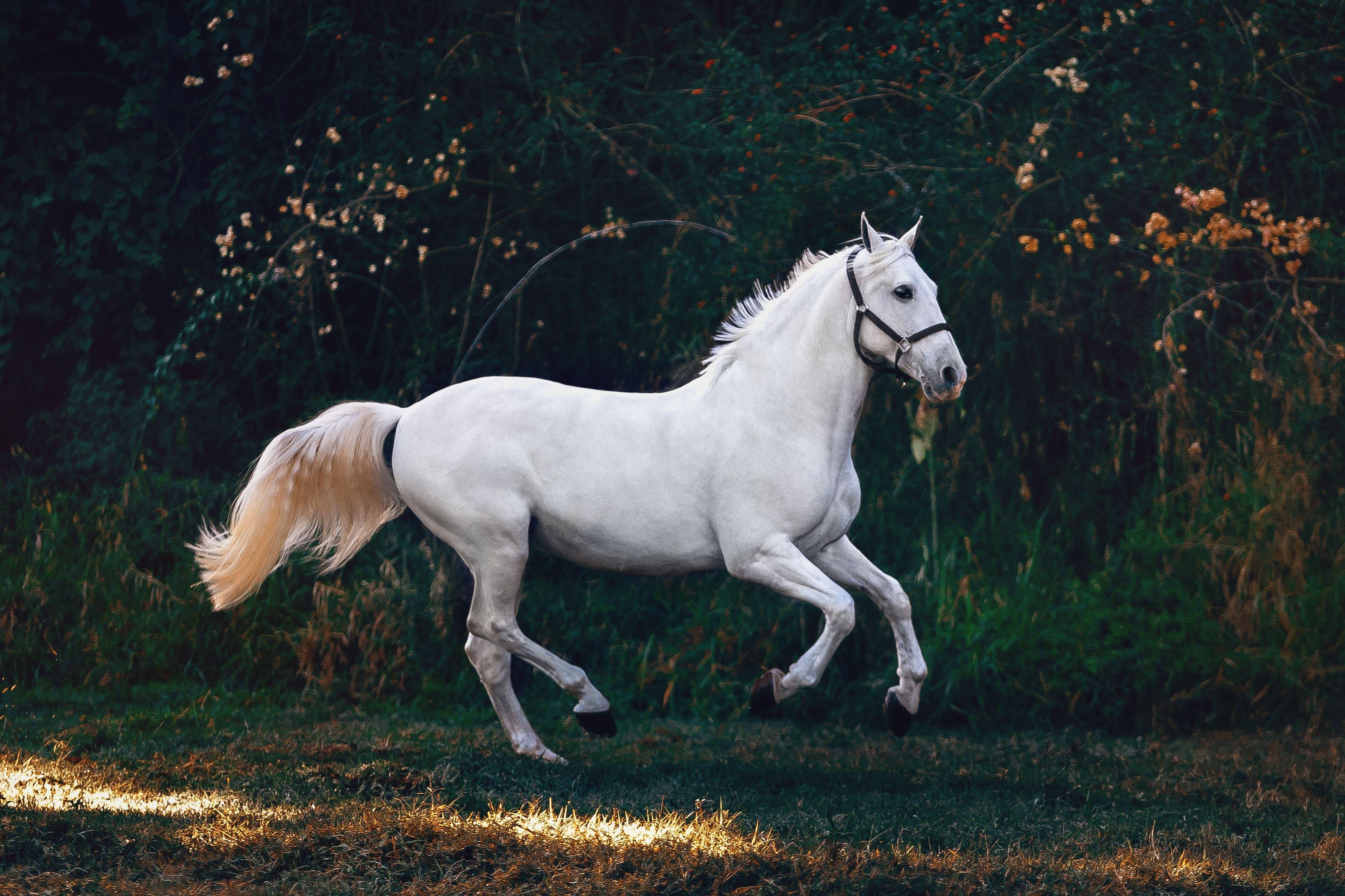 3502x2334 Horse Wallpaper: Free HD Download [HQ]