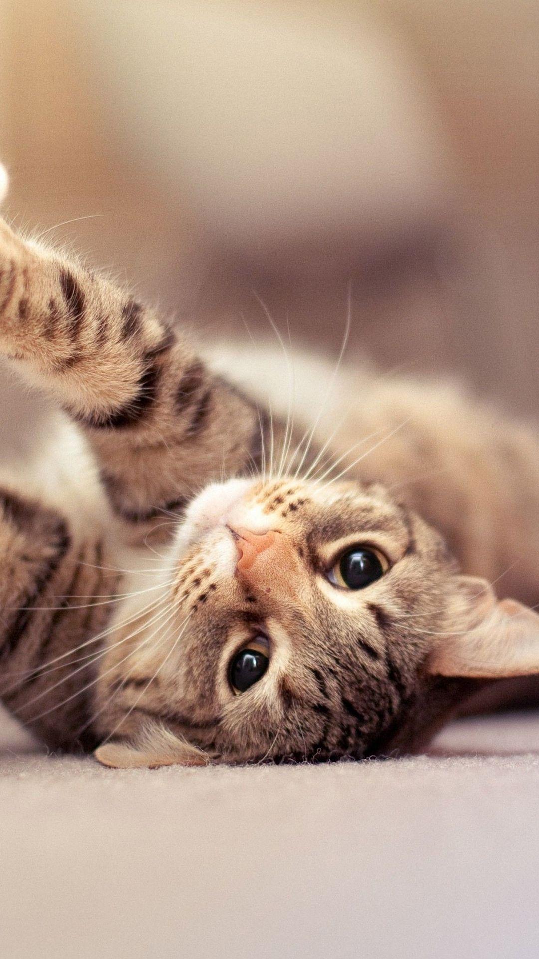 1080x1920 Cat HD iPhone Wallpaper