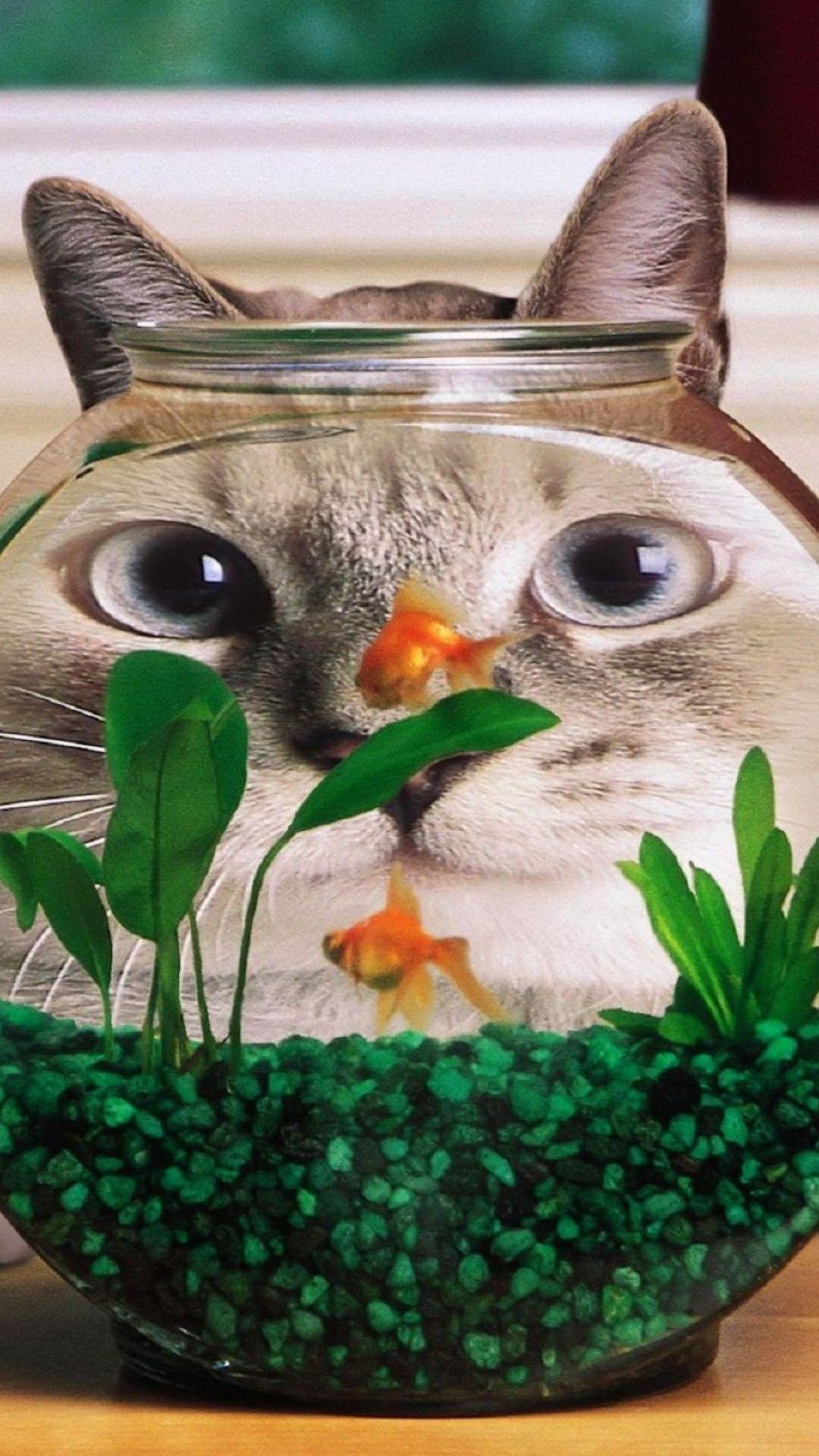 1080x1920 Funny Cat Fish Tank iPhone 6 Plus HD Wallpaper