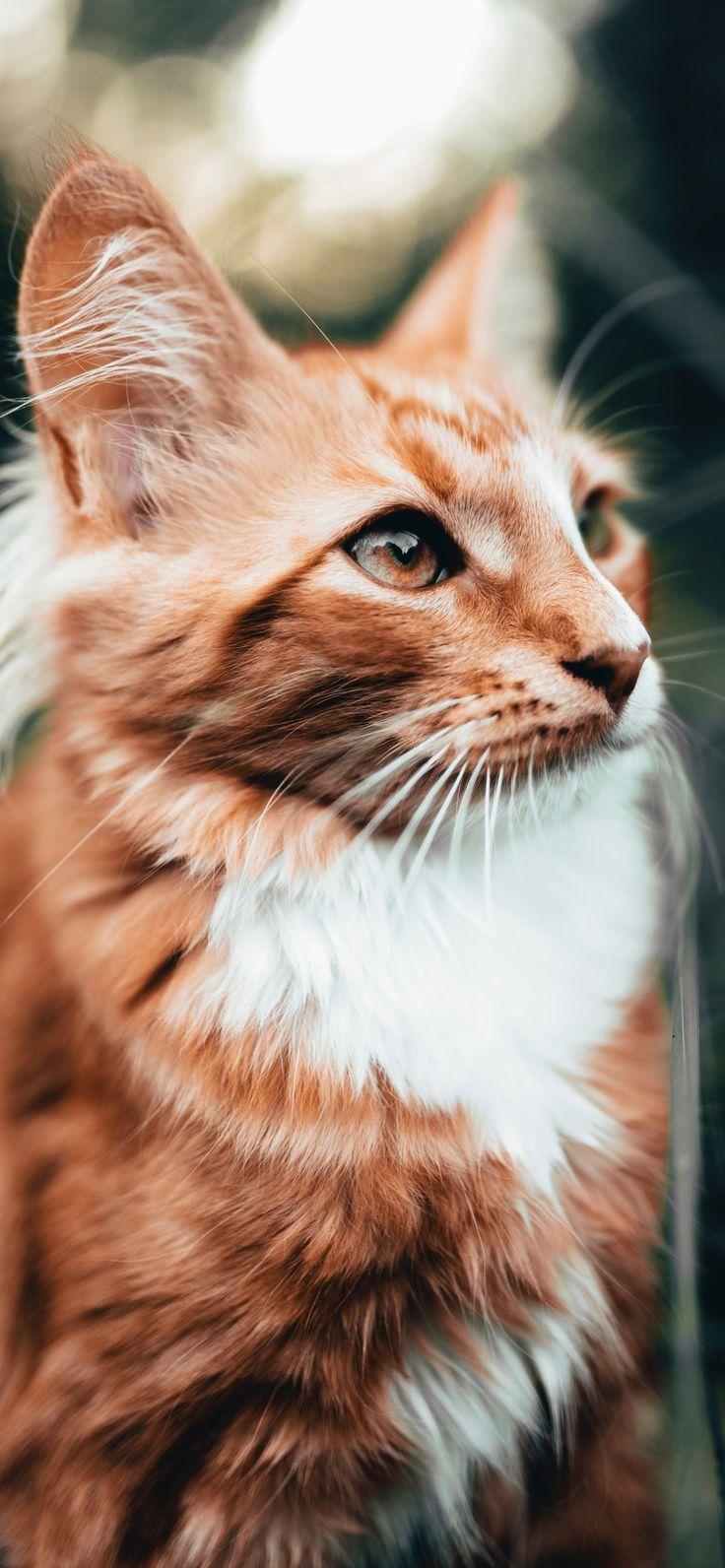 736x1592 Beautiful Orange Cat Wallpaper For iPhone XR, iPhone XS, iPhone