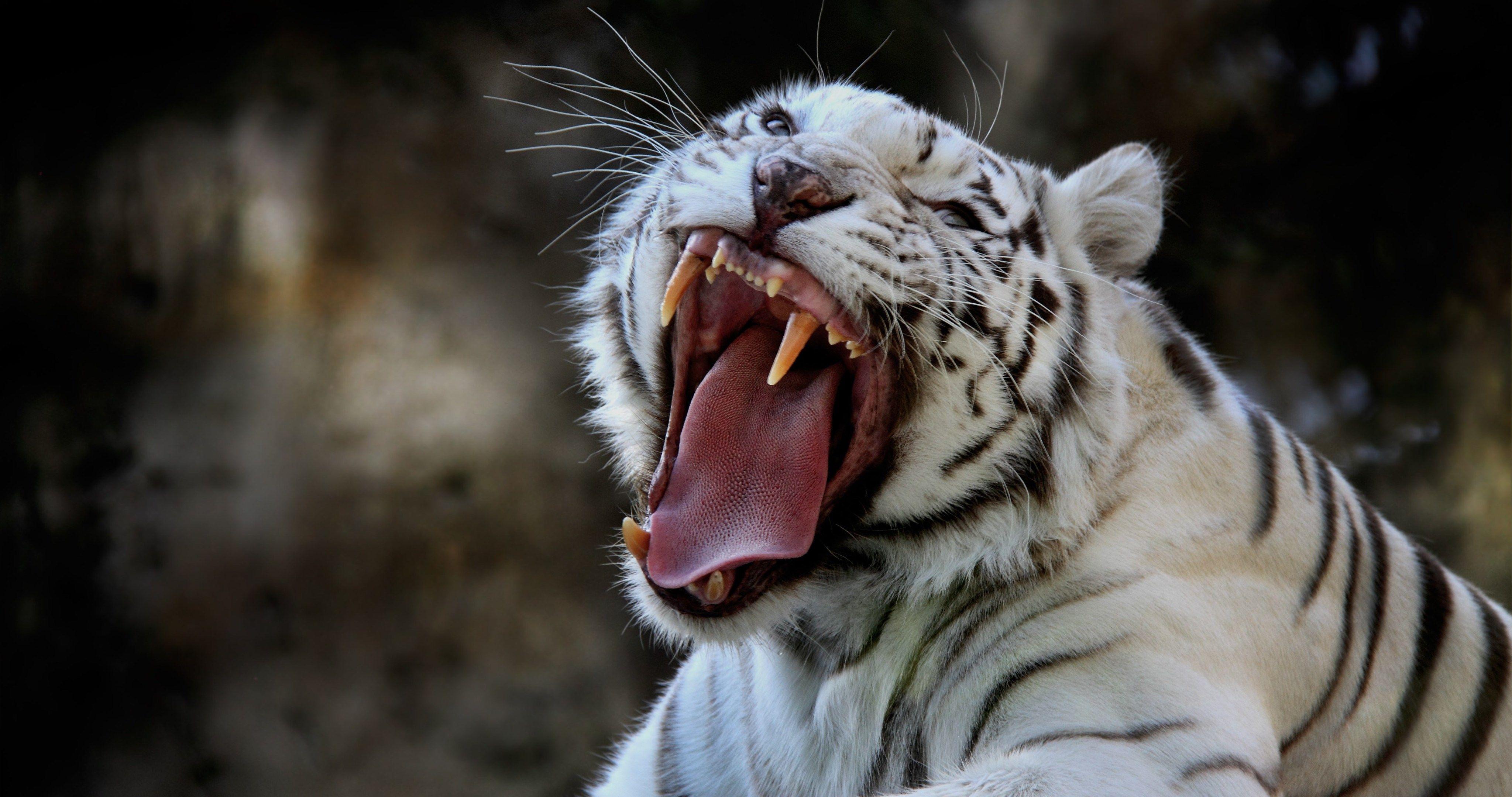 4096x2160 beautiful white tiger 4k ultra HD wallpaper High quality walls