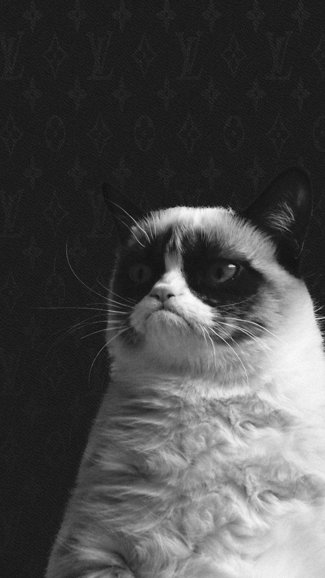 1080x1920 Funny Cat iPhone Wallpaper