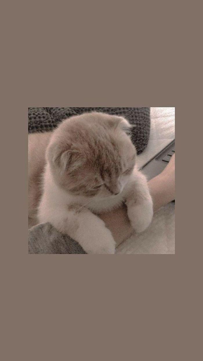 700x1244 Funny Cats wallpaper