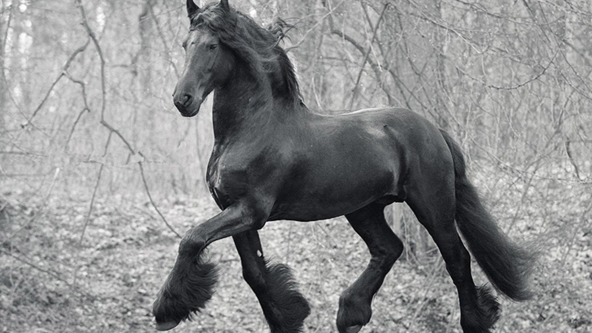 1920x1080 Friesian Horse Wallpaper