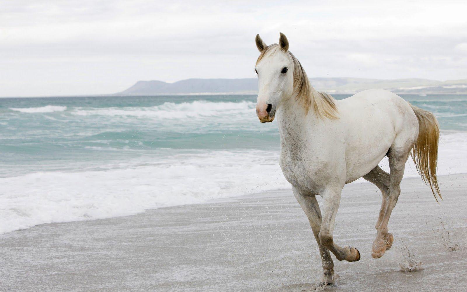 1600x1000 Horse Wallpaper 4k Wallpaper & Background Download