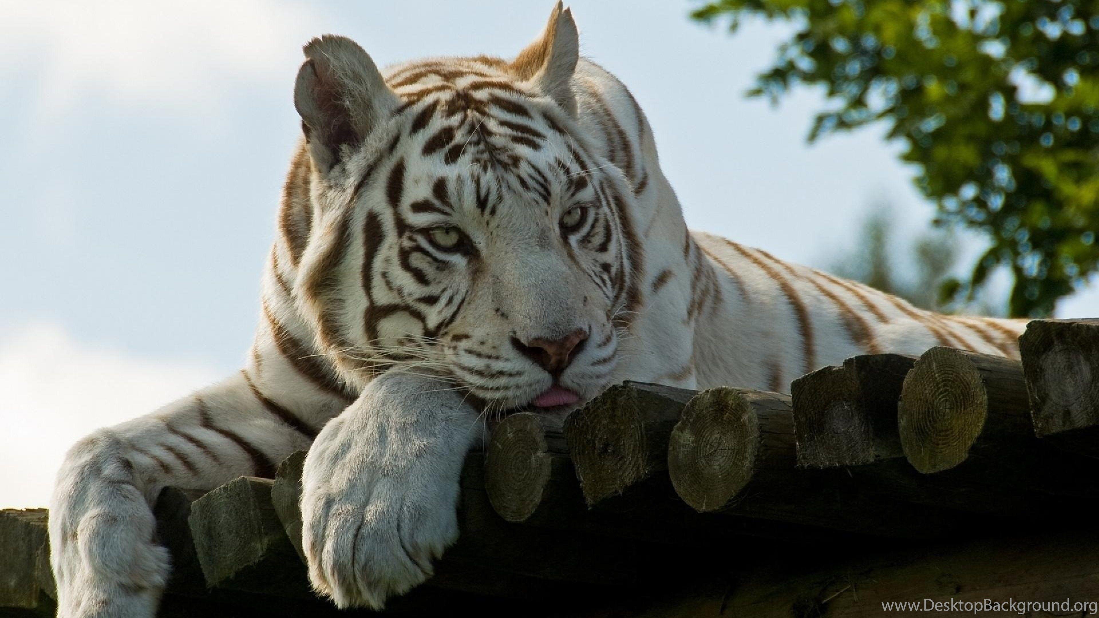 White Tiger 4K Wallpapers - Top Free White Tiger 4K Backgrounds