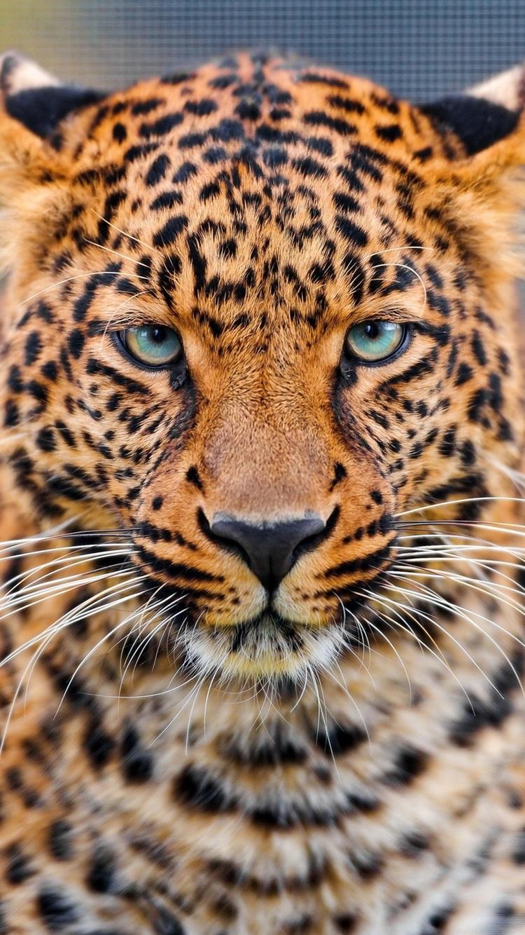 Leopard iPhone Wallpapers Top Free Leopard iPhone Backgrounds