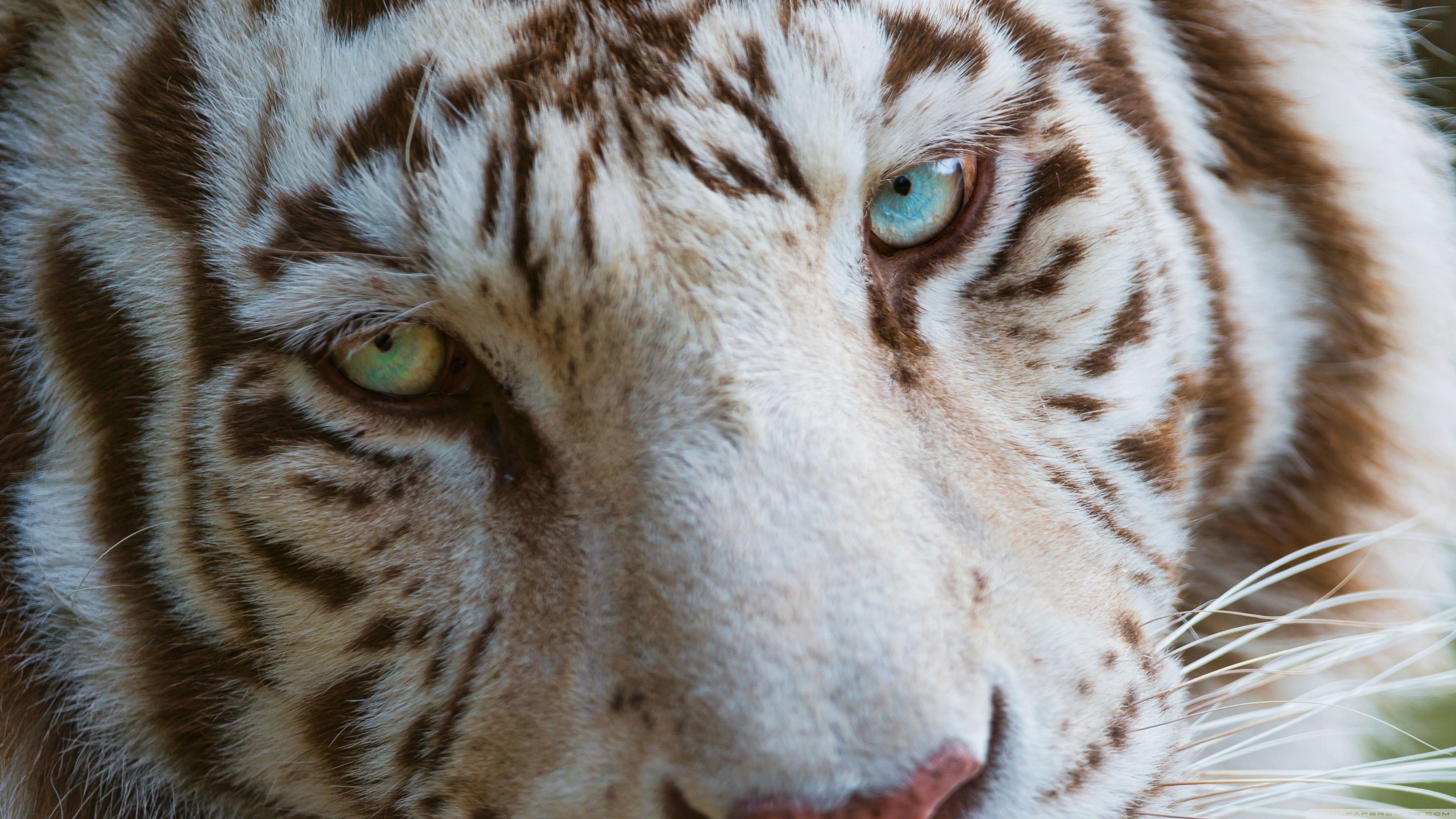 3840x2160 White Tiger Eyes Ultra HD Desktop Background Wallpaper for 4K UHD