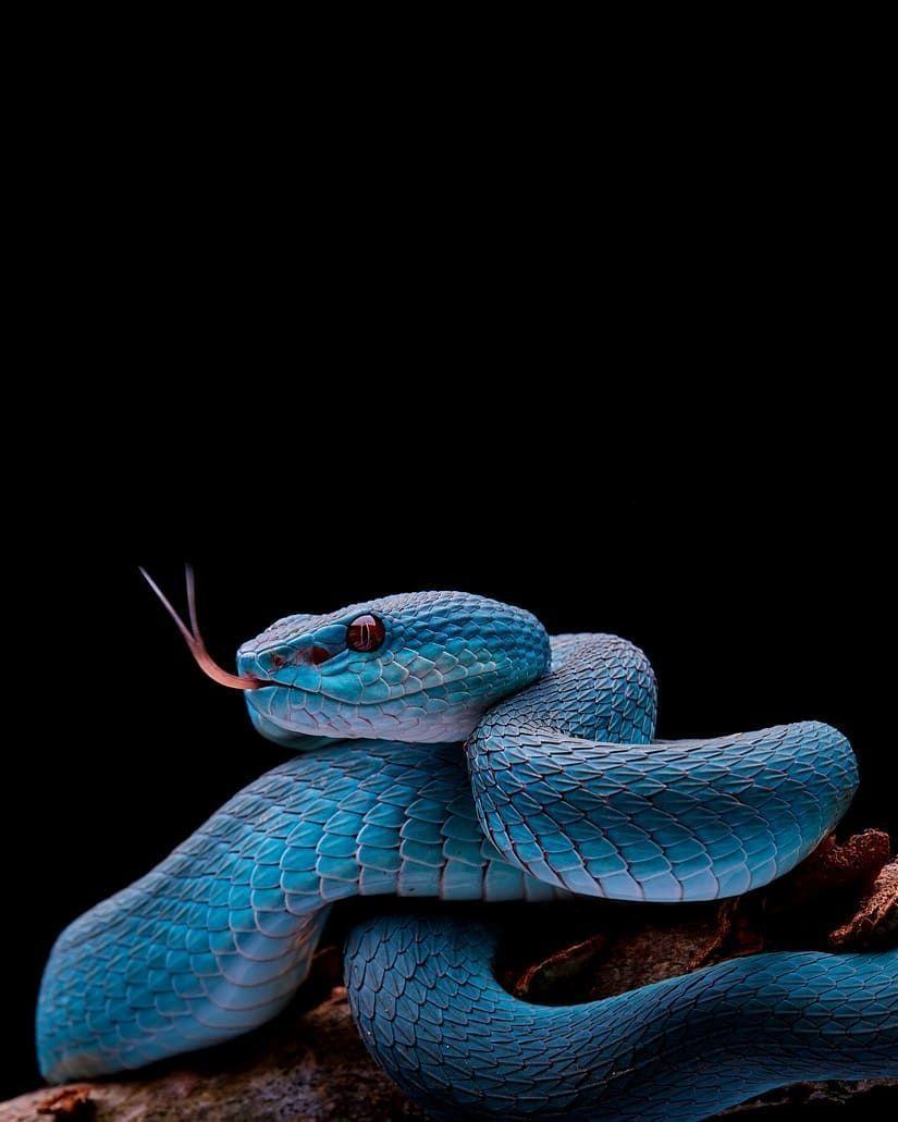 HD wallpaper Red And Blue Snake blue and red snake Animals no people  high angle view  Wallpaper Flare