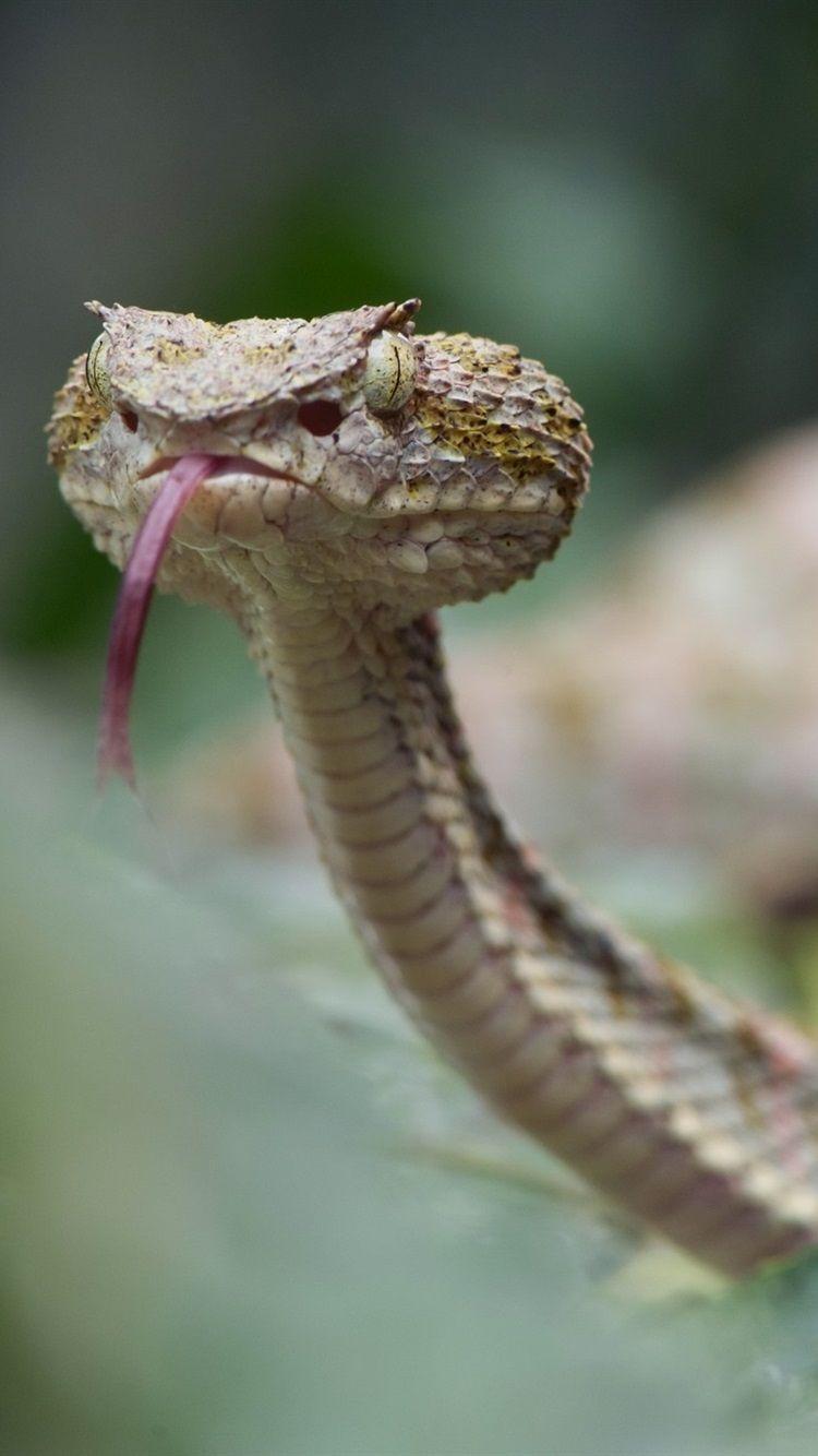 750x1334 Eyelash Viper, Snake, Bokeh 750x1334 IPhone 8 7 6 6S Wallpaper