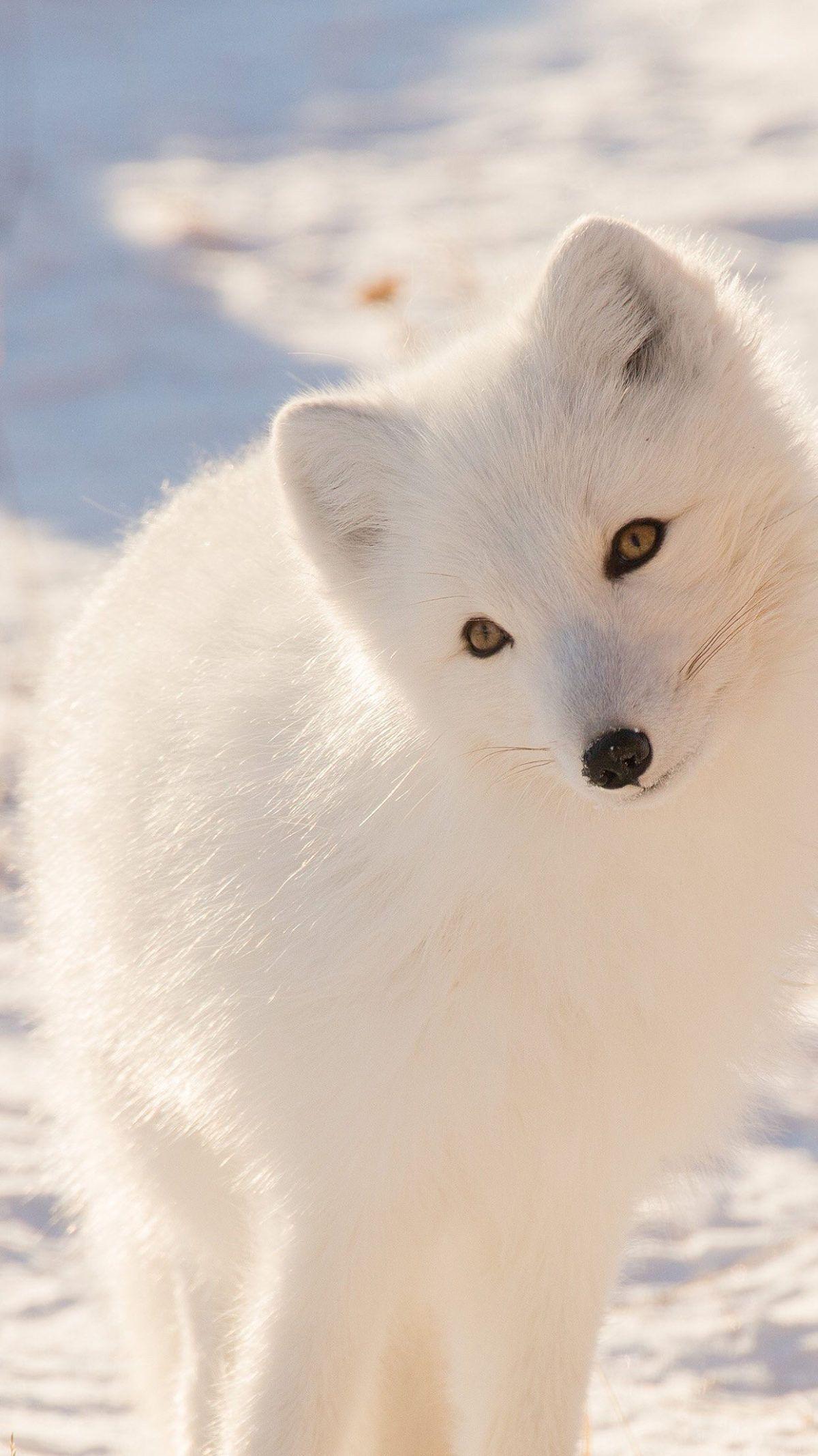 1200x2133 Cute, winter, snow, fox cub, wallpaper, iPhone, clean, beauty