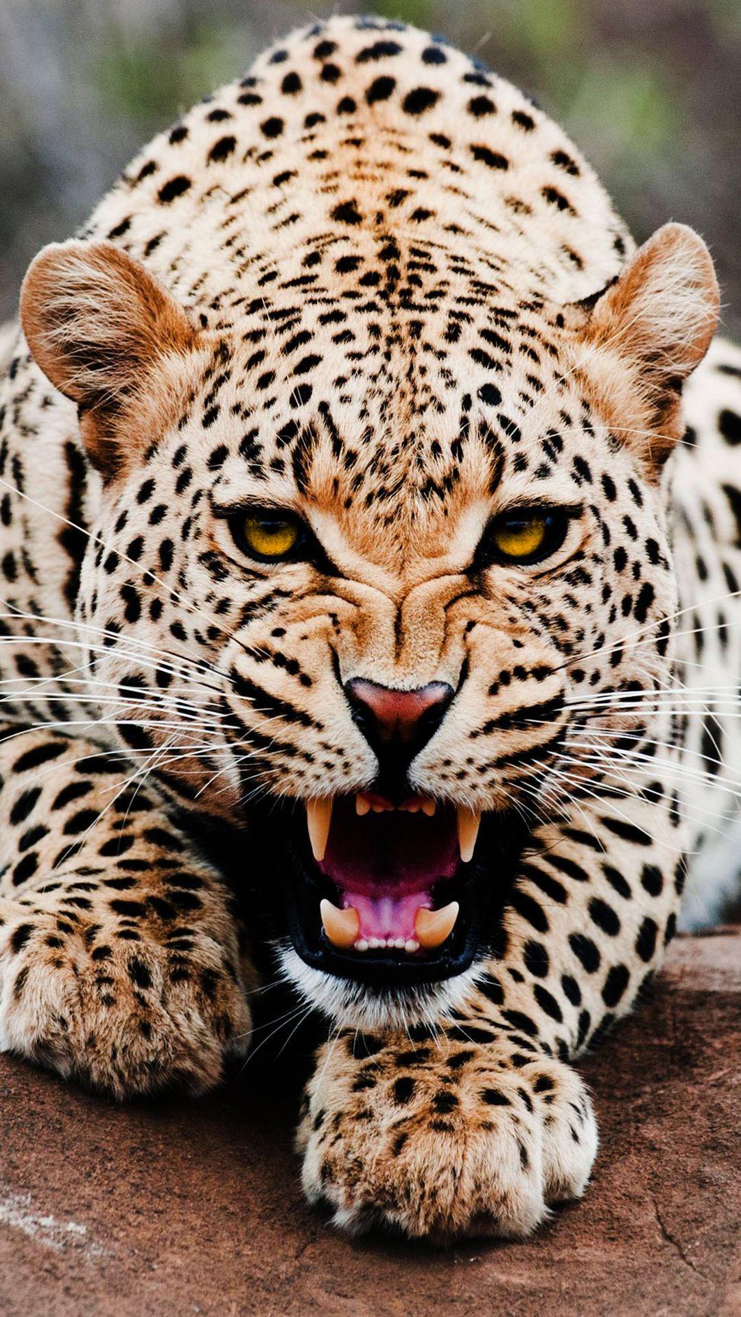 1080x1920 Leopard Hình Nền Điện Thoại - Clouded Leopard Hình Nền iPhone