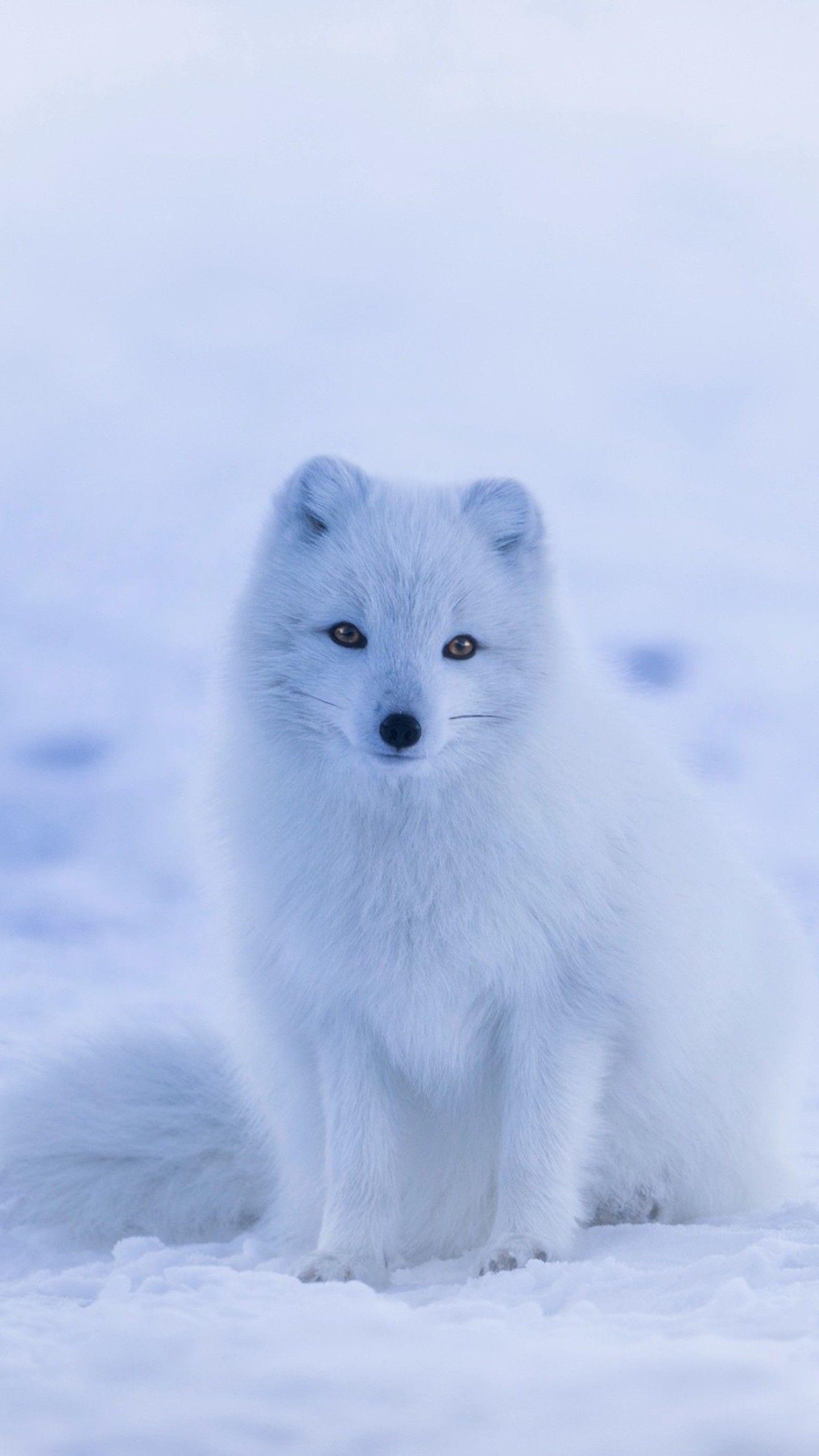 1440x2560 Arctic Fox Wallpaper