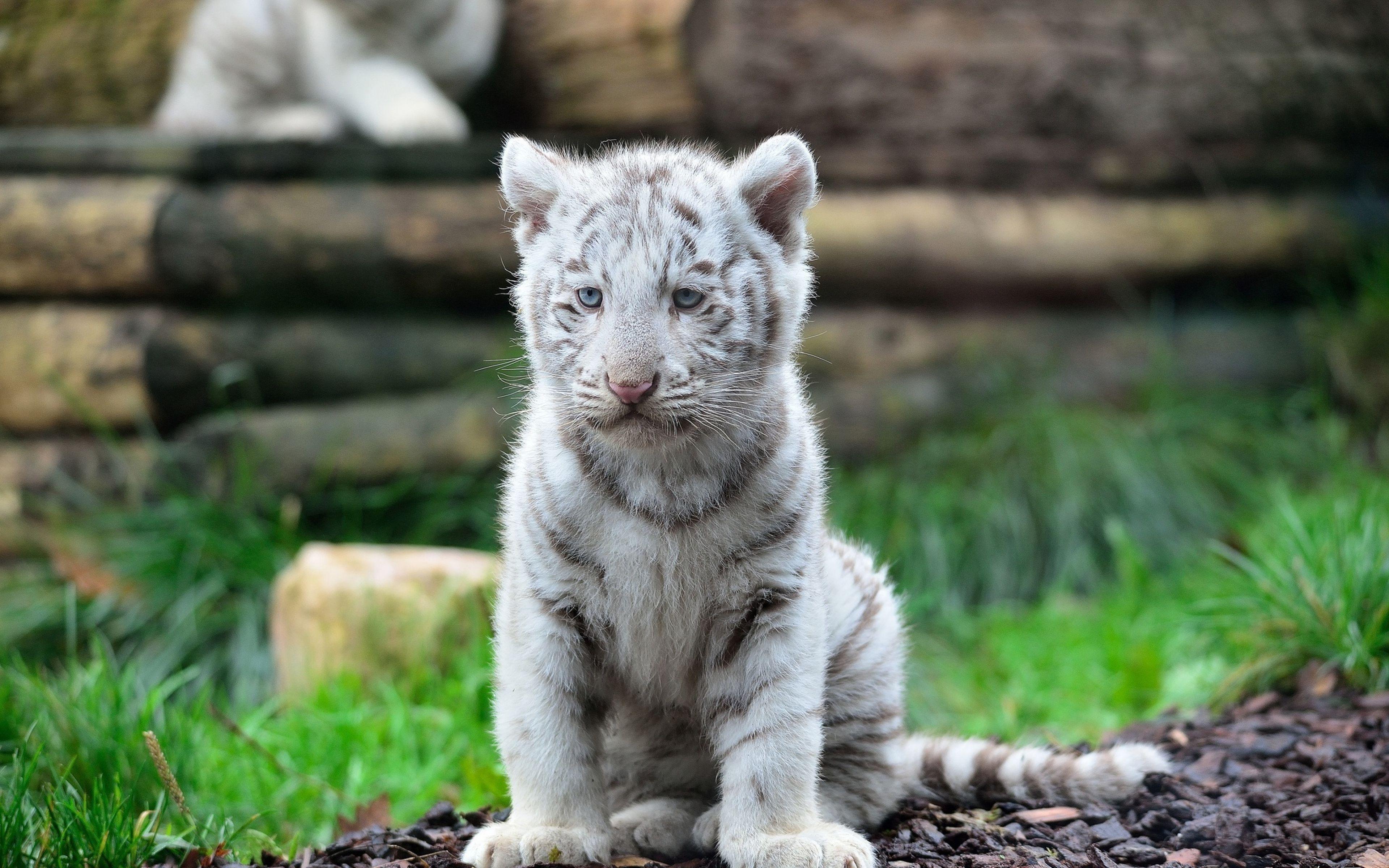 3840x2400 White Tiger Cub Wild Cat Predator Animal Wallpaper Tiger