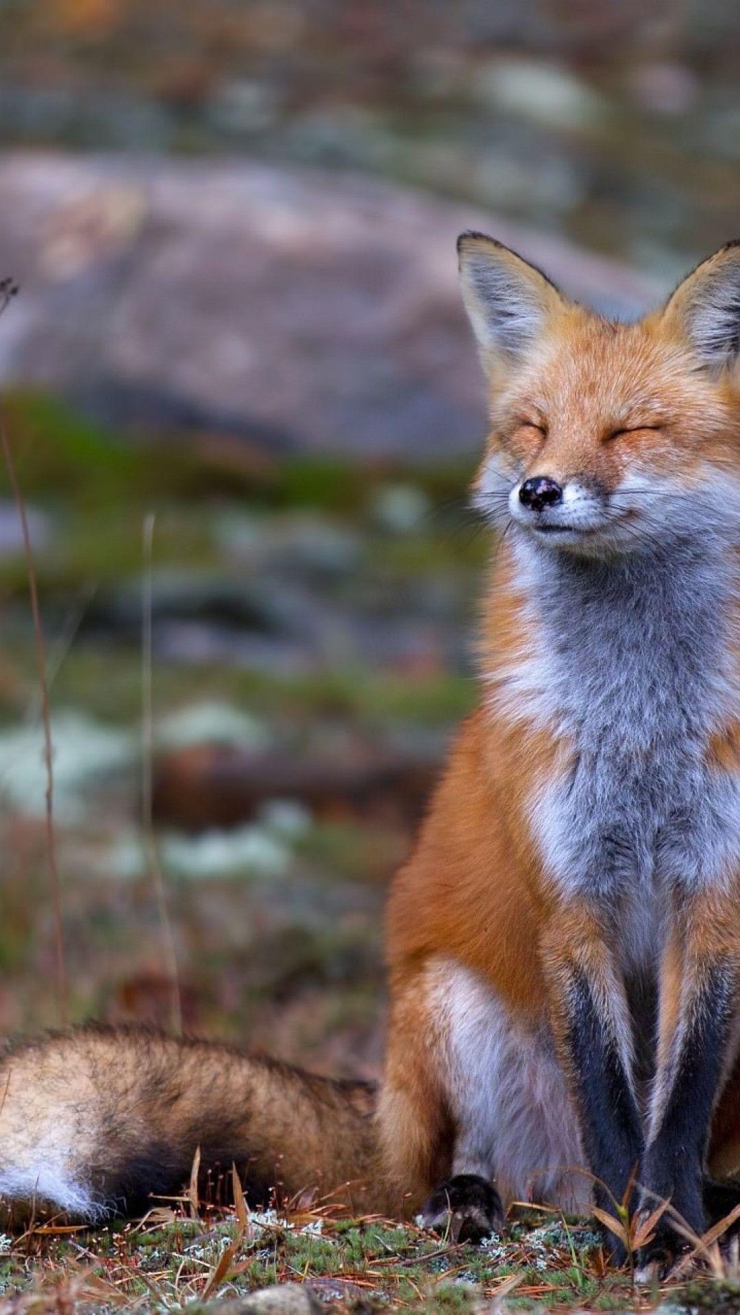 Cute Fox iPhone Wallpapers Top Free Cute Fox iPhone Backgrounds