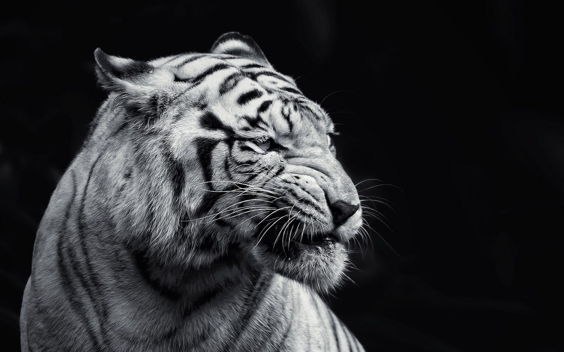 1920x1200 White Tiger HD Wallpaper