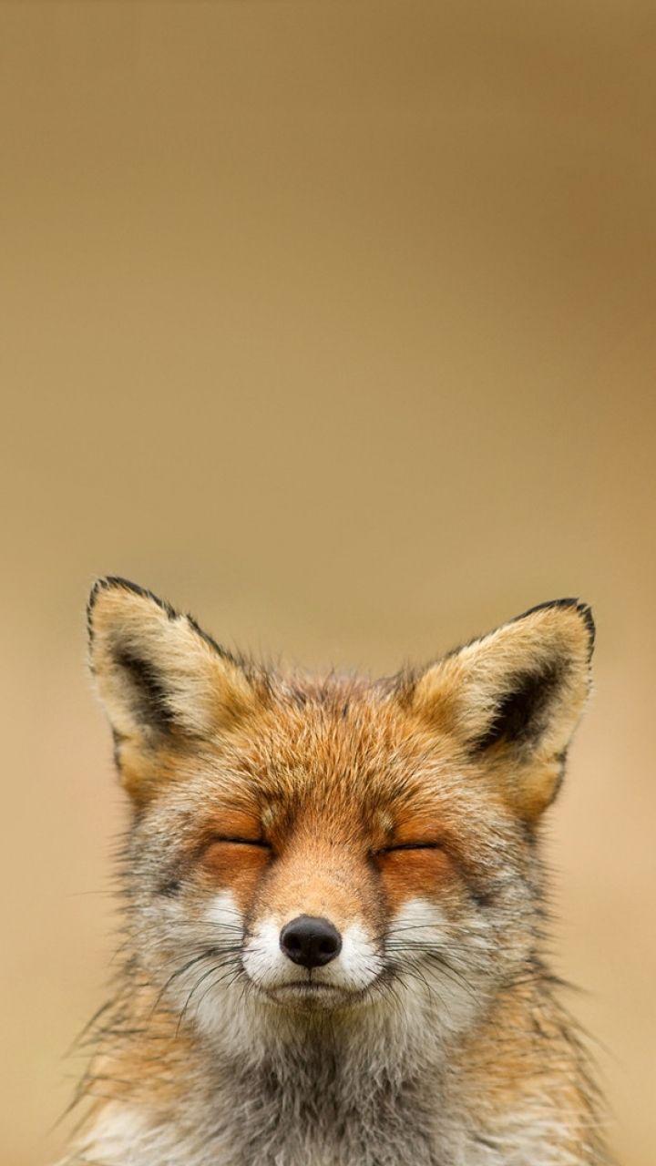 720x1280 Wallpaper Fox Given Meme, Download Wallpaper