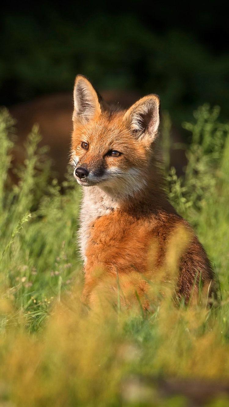 Cute Fox iPhone Wallpapers Top Free Cute Fox iPhone Backgrounds
