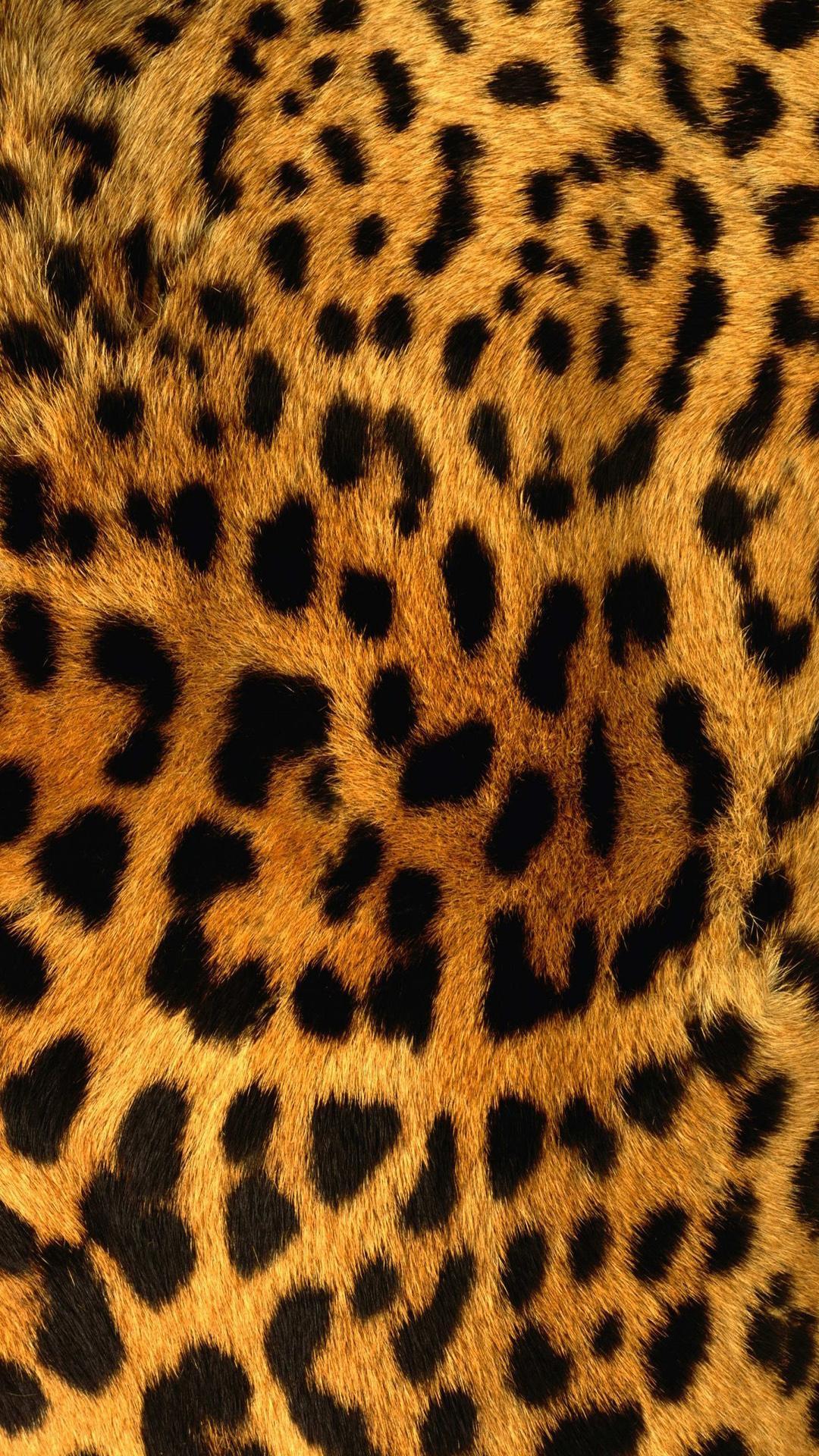 29 Cheetah Print iPhone Wallpapers  WallpaperSafari