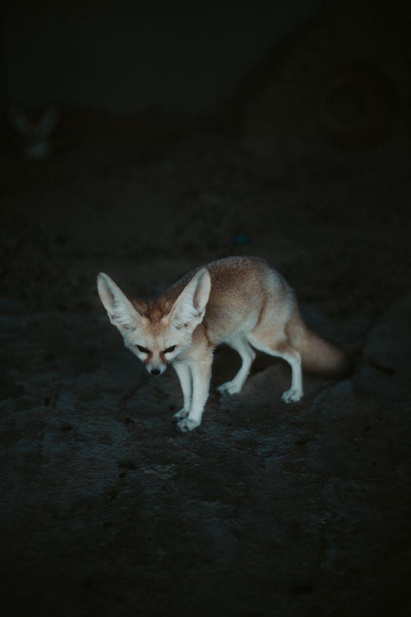 800x1200 Download wallpaper 800x1200 fennec fox, fennec, fox, animal