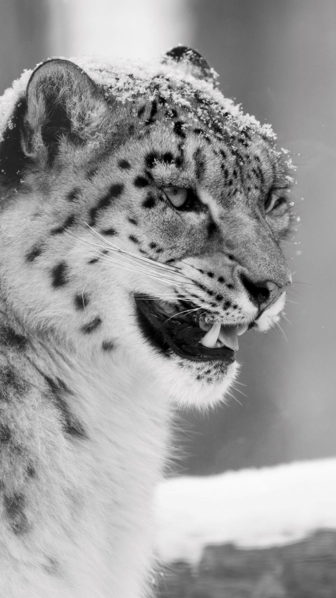 Snow Leopard iPhone 6 Wallpapers - Top Free Snow Leopard iPhone 6 ...