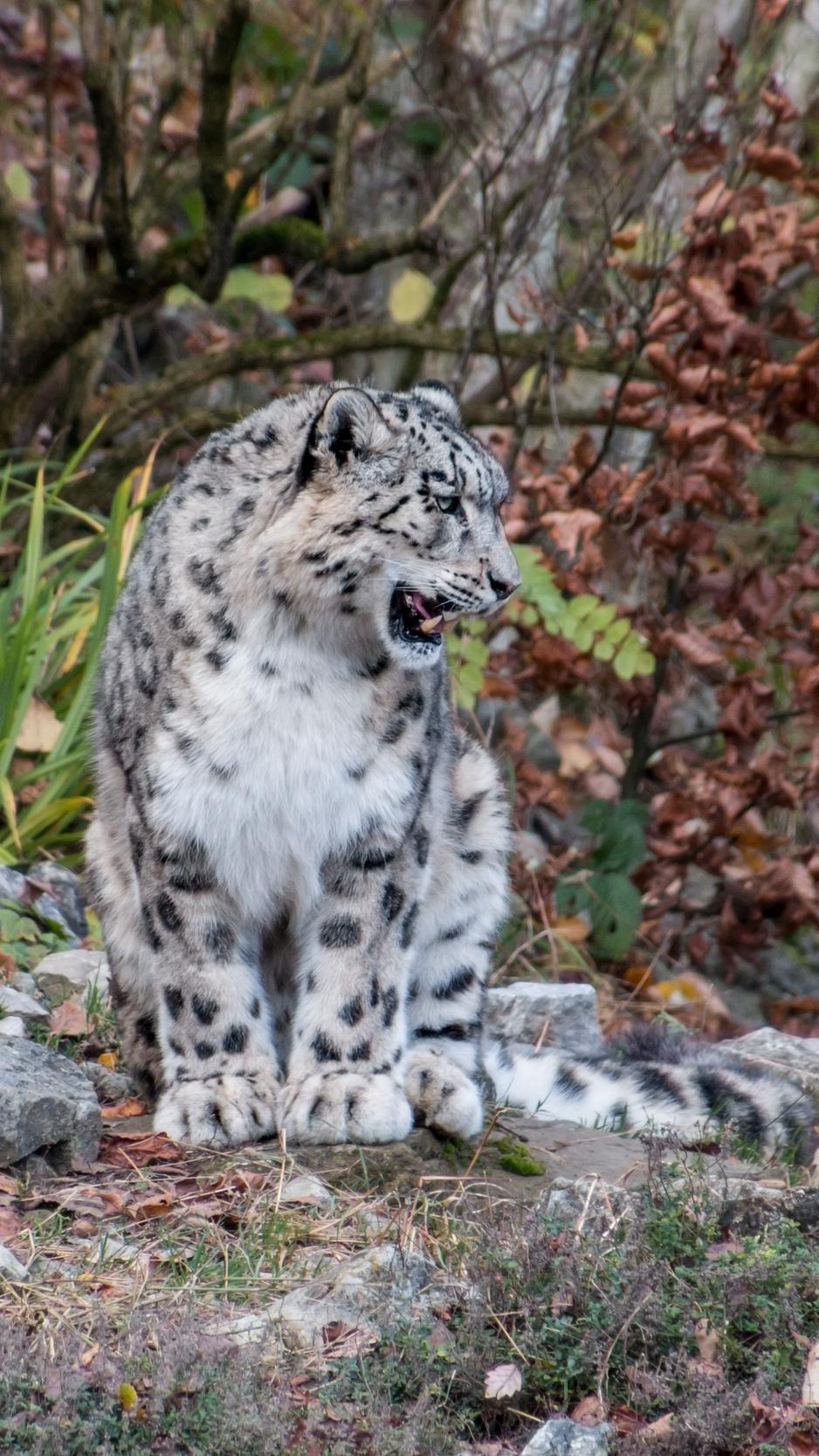 938x1668 Wallpaper Snow Leopard, Predator, Grin Leopard Wallpaper
