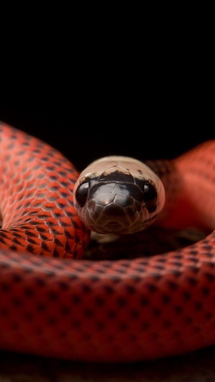 750x1334 Black Collared Snake, Viper 750x1334 IPhone 8 7 6 6S Wallpaper