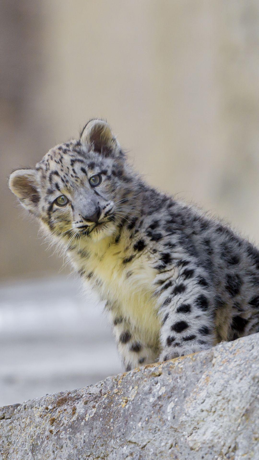 1080x1920 IPhone 5 Snow Leopard Id - Leopard