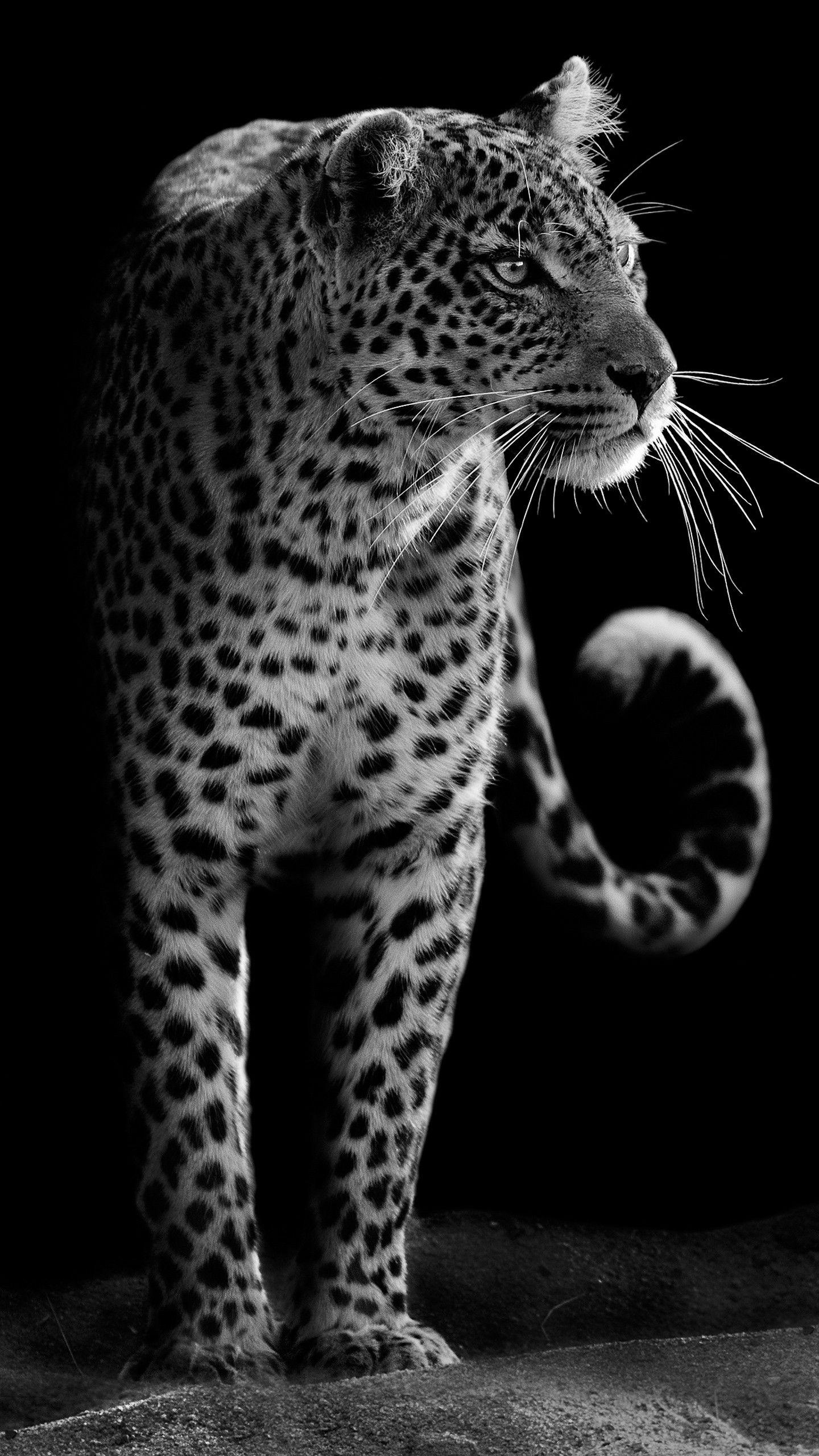 Leopard iPhone Wallpapers Top Free Leopard iPhone Backgrounds