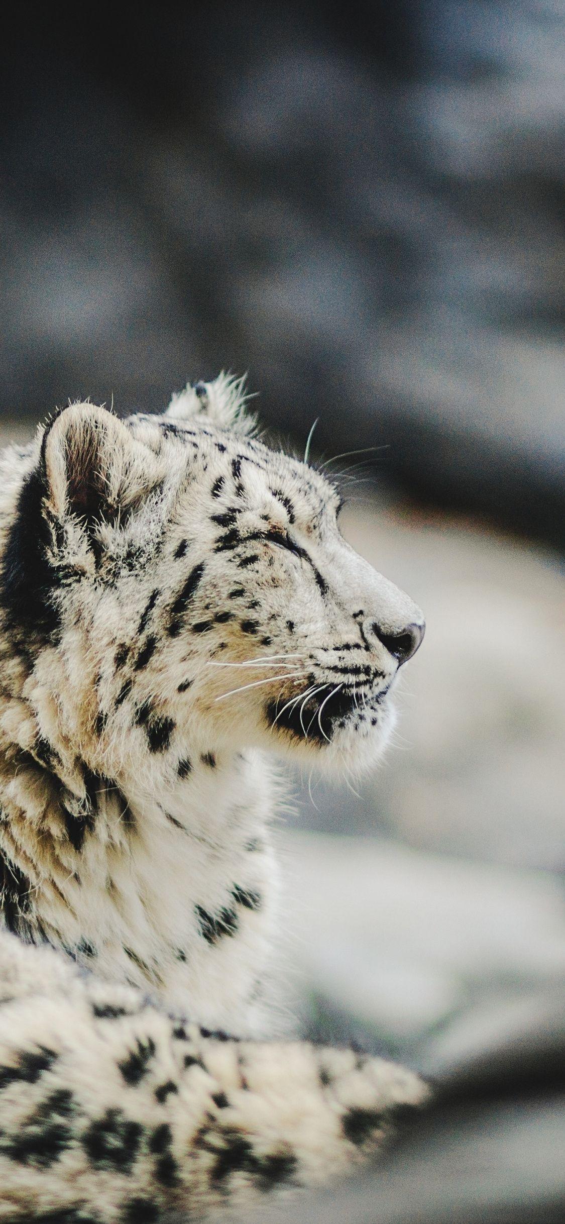 1125x2436 Download 1125x2436 wallpaper zoo, relaxed, snow leopard, predator