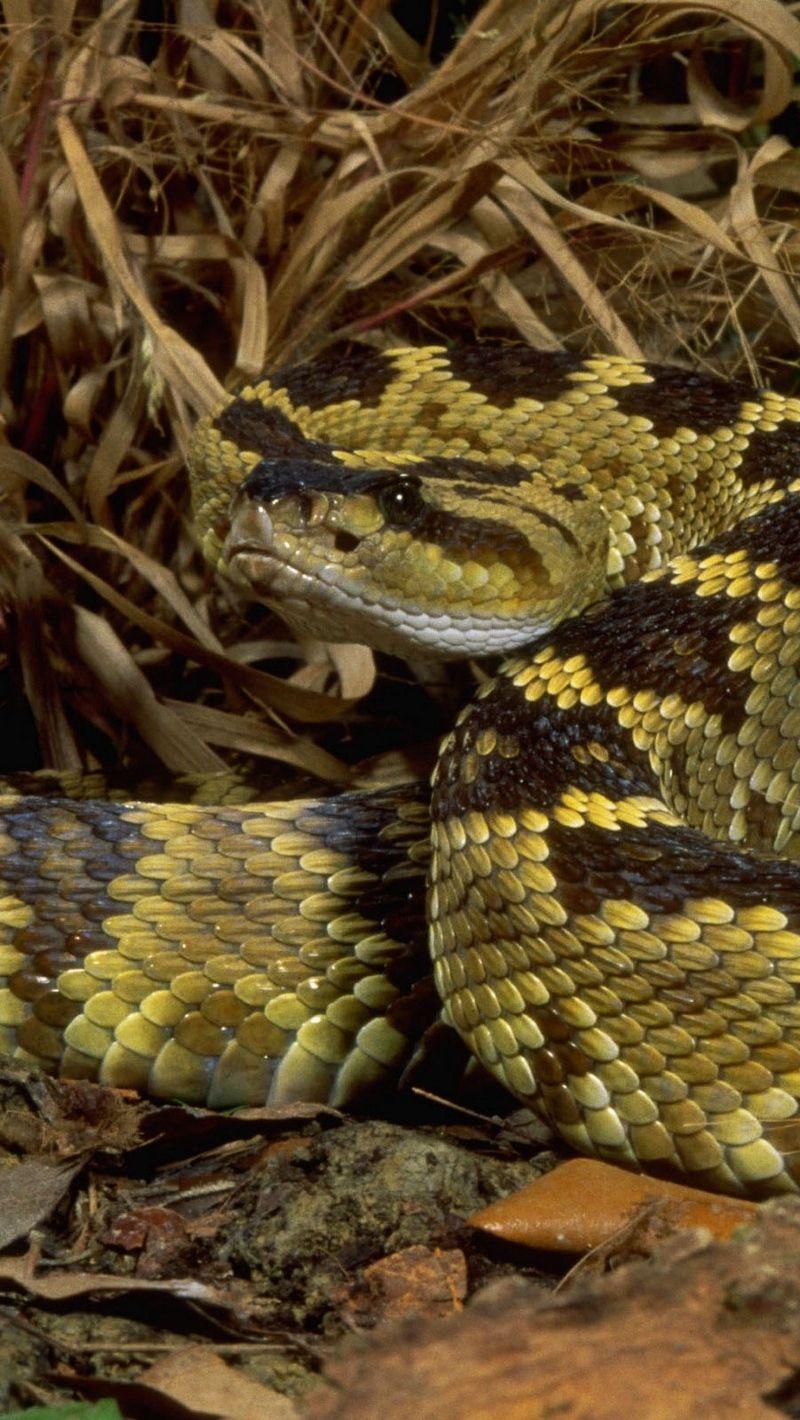 800x1420 Wallpaper Branches, Leaves, Grass, Snake Snake Wallpaper