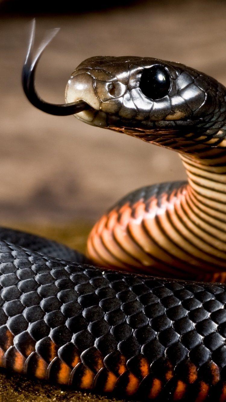 Snake iPhone Wallpapers - Top Free Snake iPhone Backgrounds - WallpaperAccess