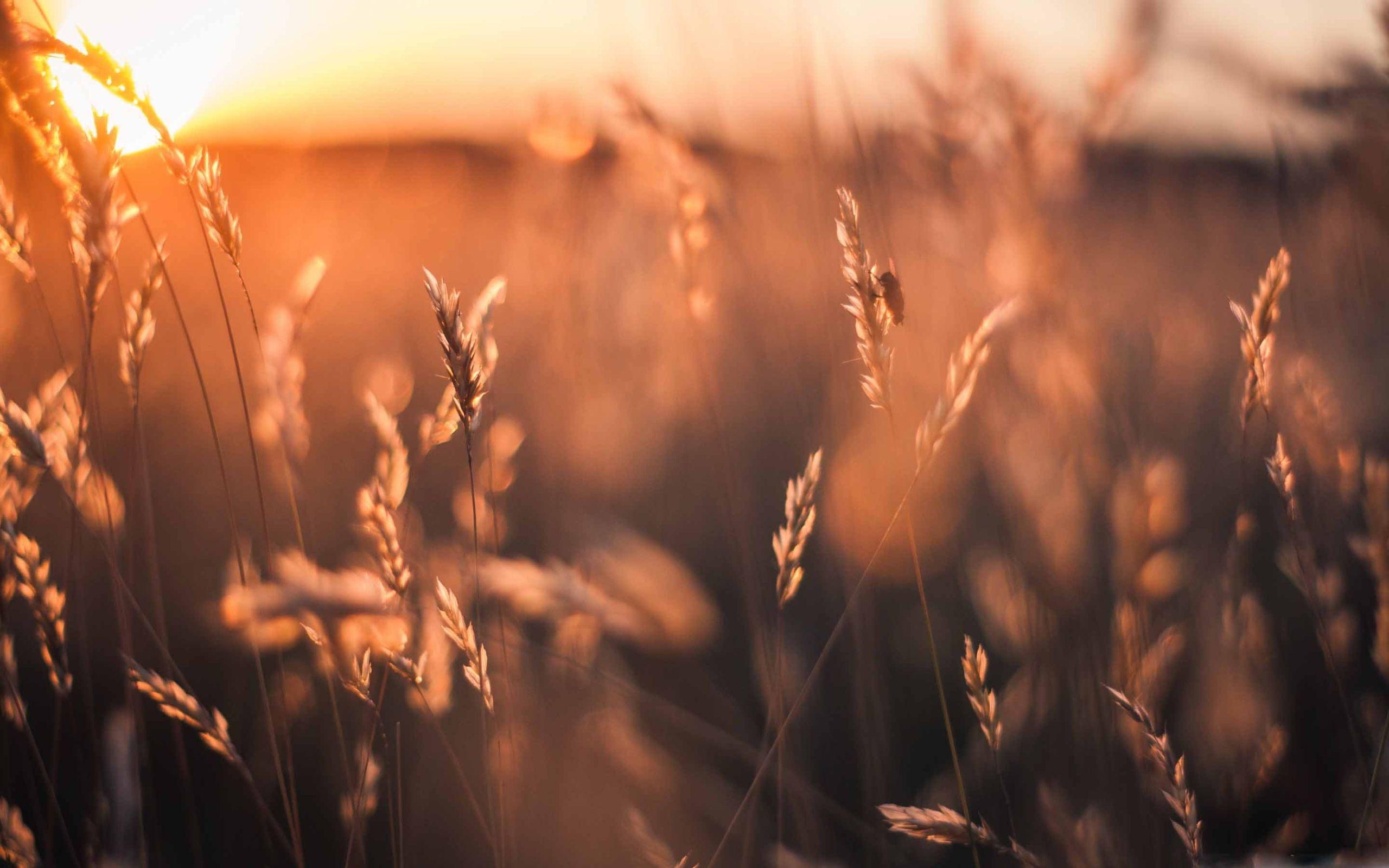 2560x1600 Golden Sun Rays Field MacBook Air Wallpaper Download