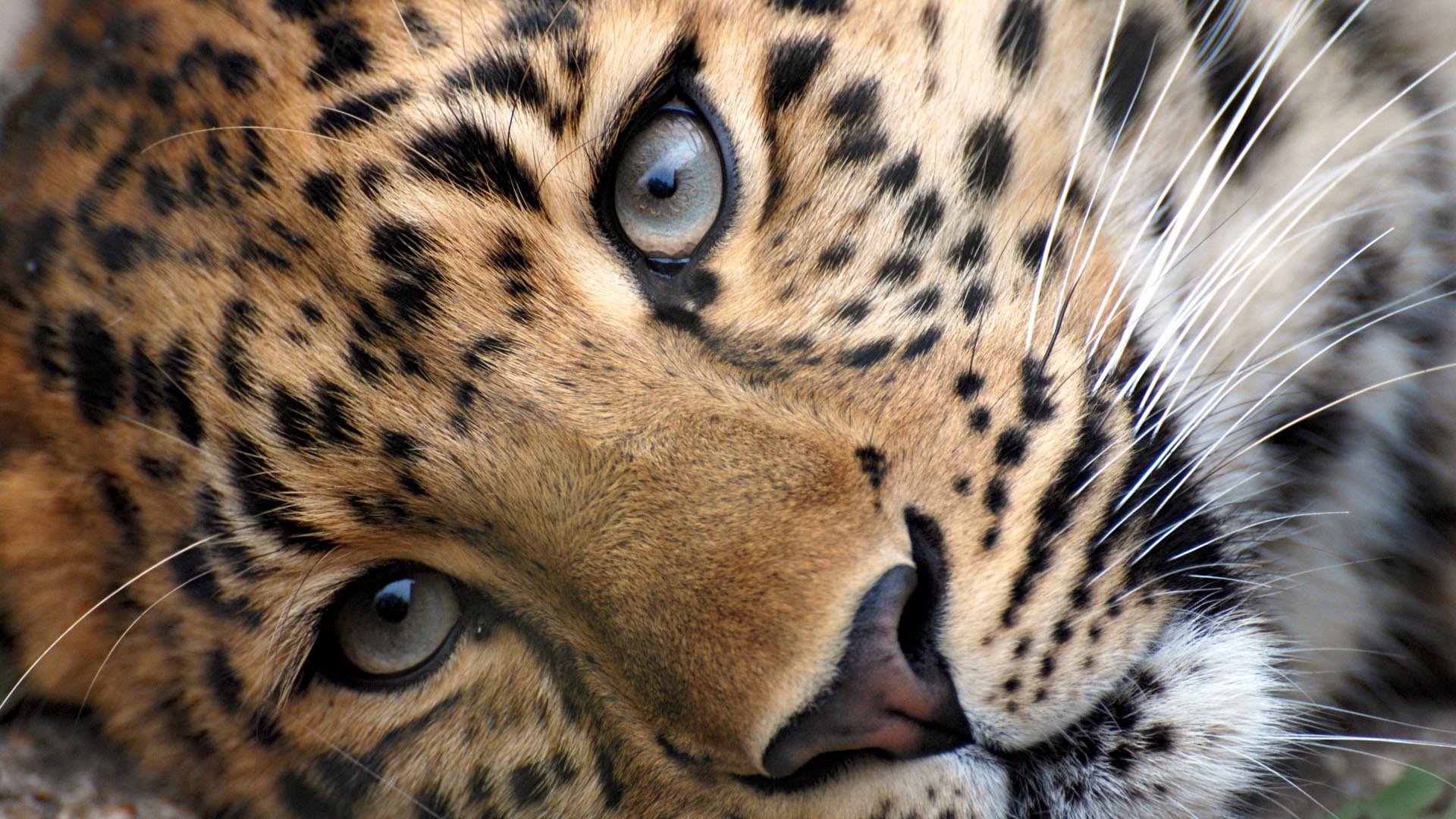 1920x1080 Leopard HD Wallpaper FullHDWpp HD Wallpaper 1920x1080
