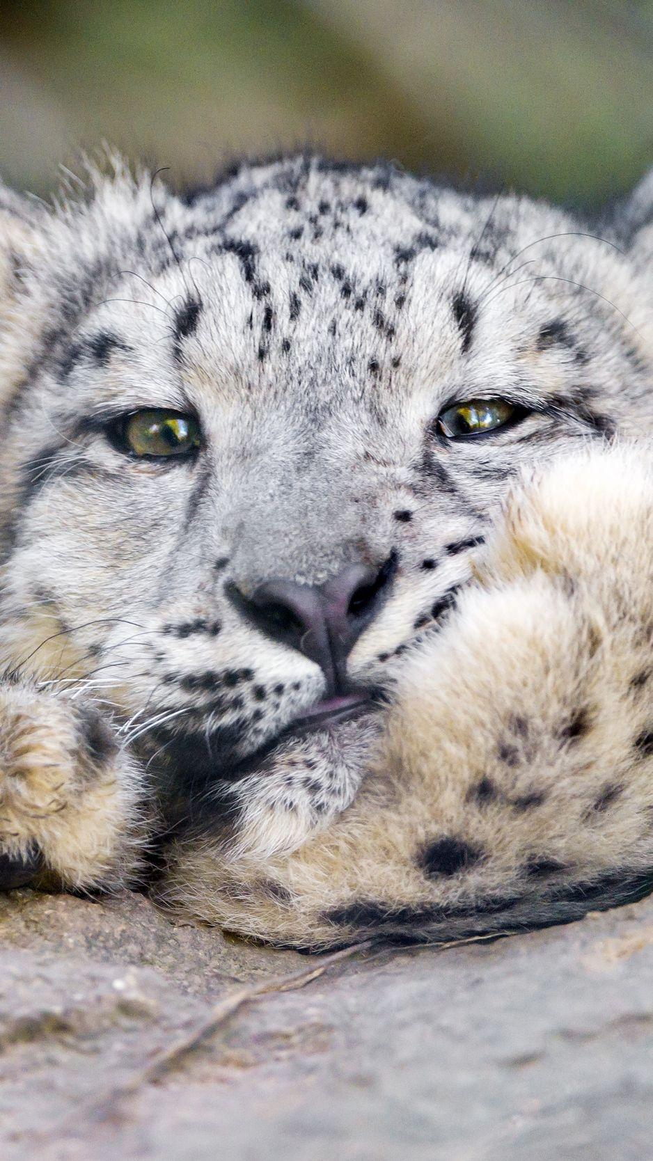 938x1668 Wallpaper Snow Leopard, Big Cat, Leopard Leopard Desktop