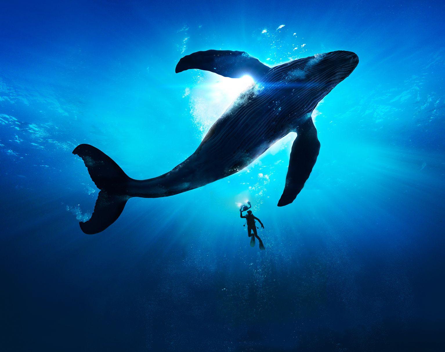 1534x1214 Free download S8 Whale Wallpaper Samsung Galaxy S8 Plus Wallpaper