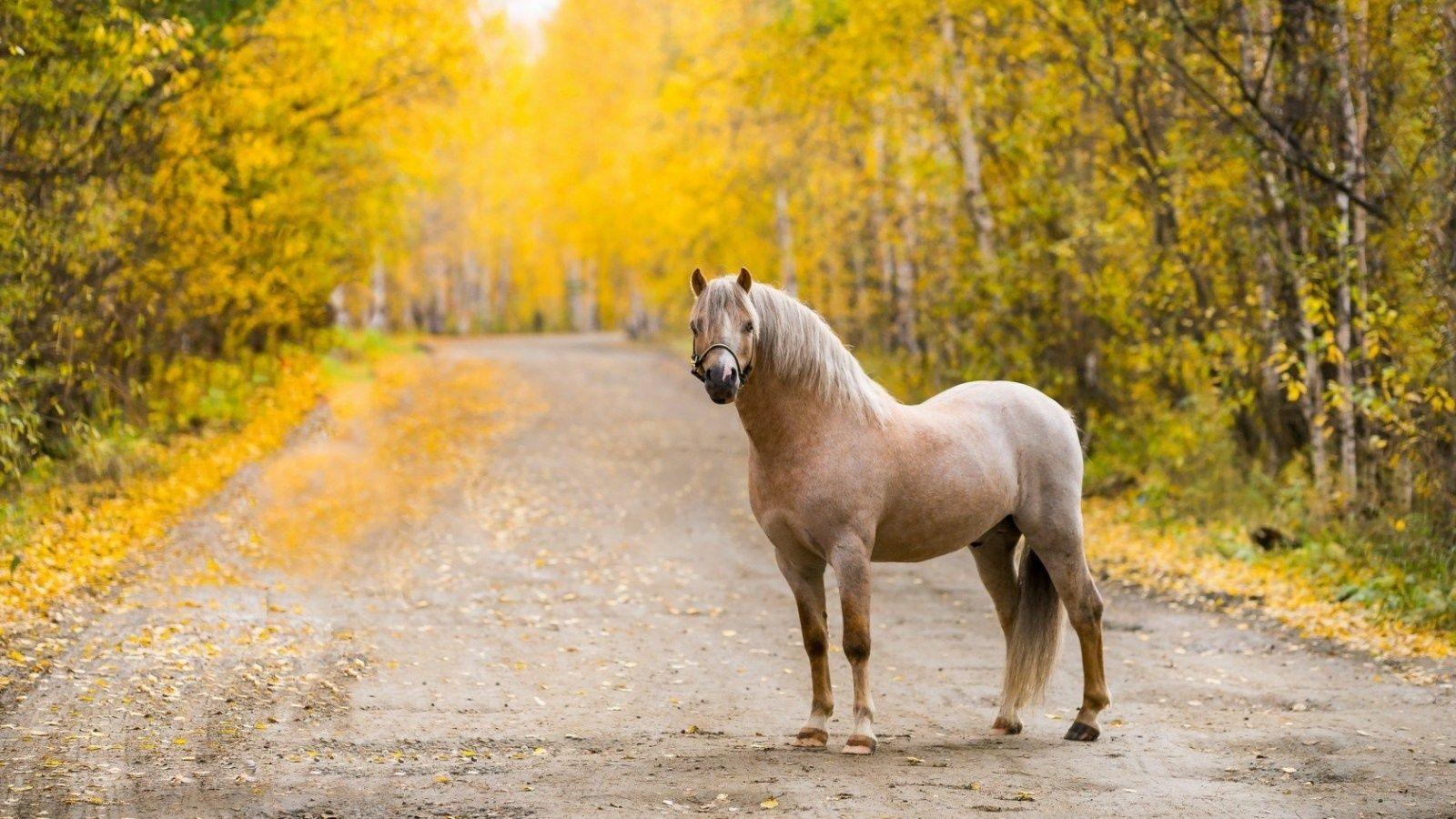 1600x900 Autumn Horse Picture Wallpaper