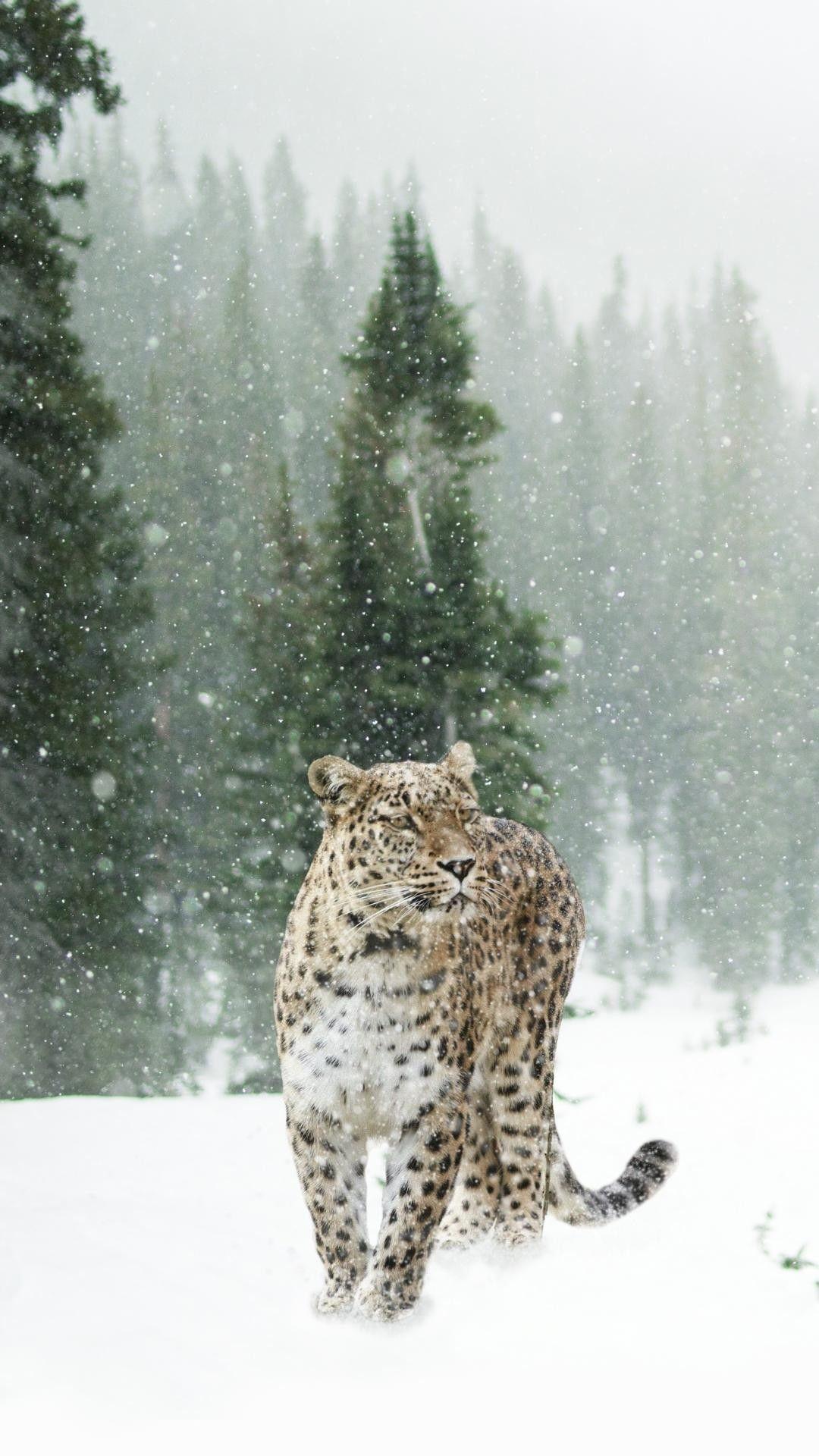 1080x1920 Snow iPhone Wallpaper