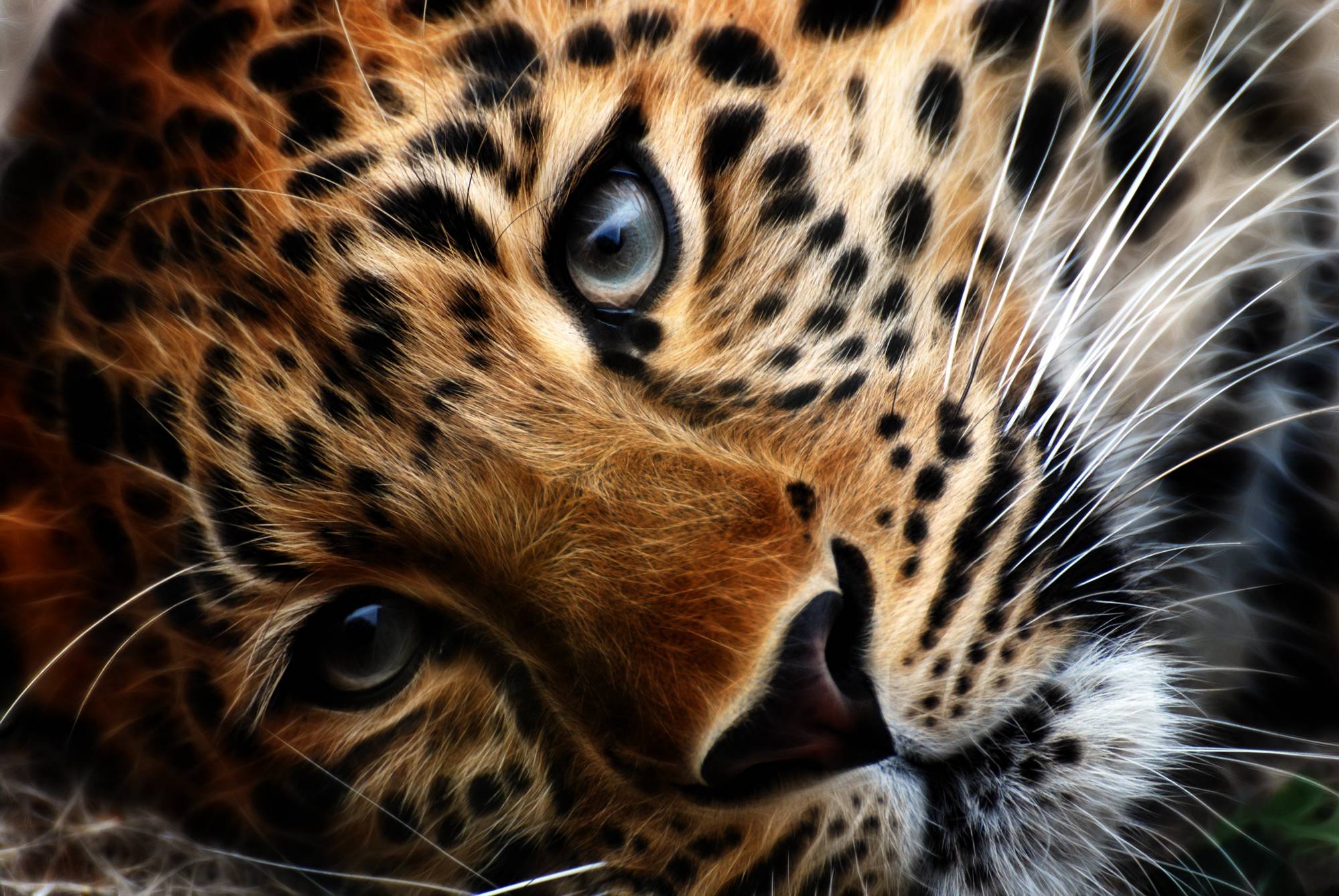 1999x1338 Lonesome Leopard Eye Of The Tiger Animals HD Wallpaper
