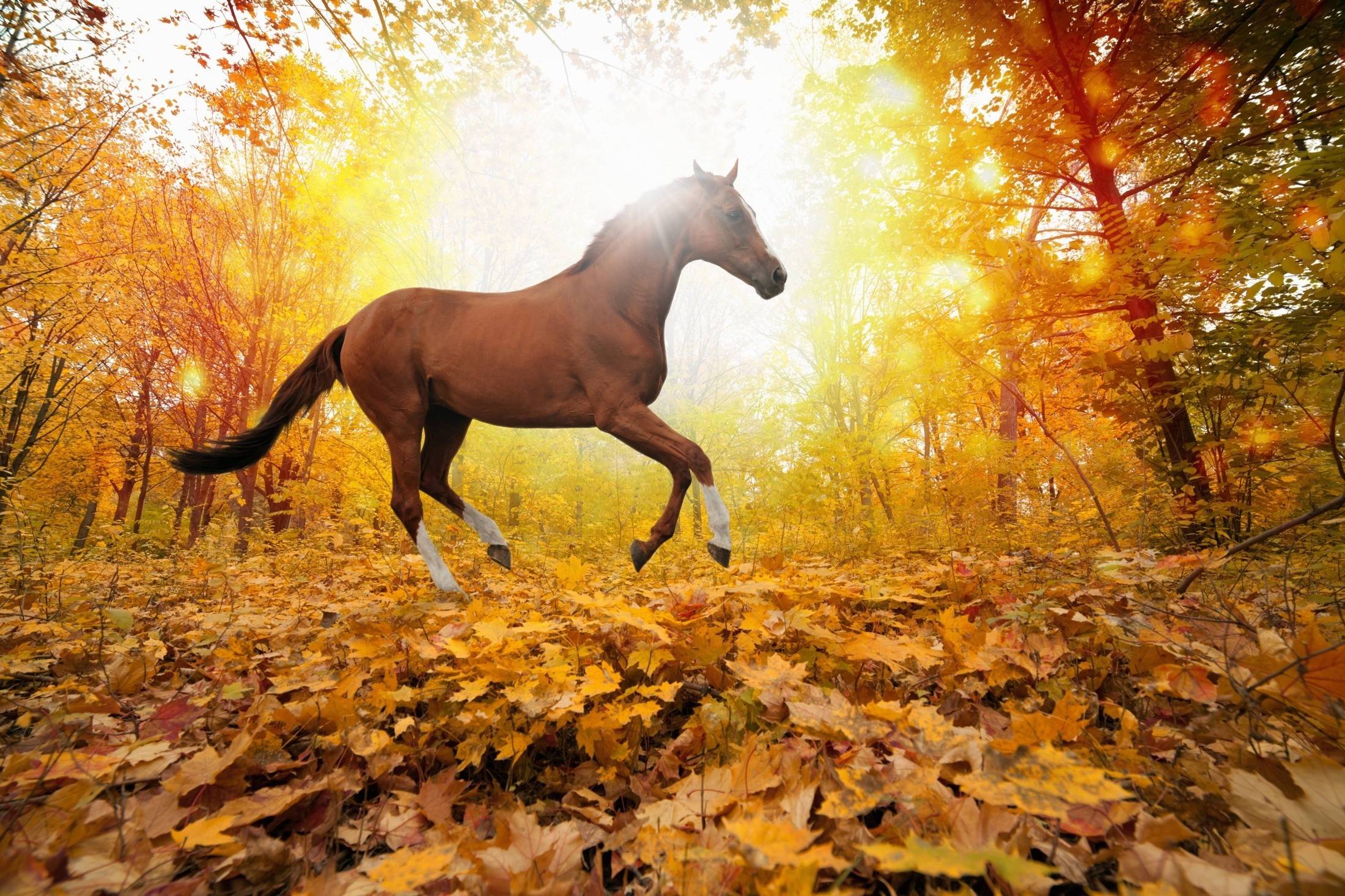 2200x1467 Autumn Horse Picture Wallpaper, 1086.97 Kb
