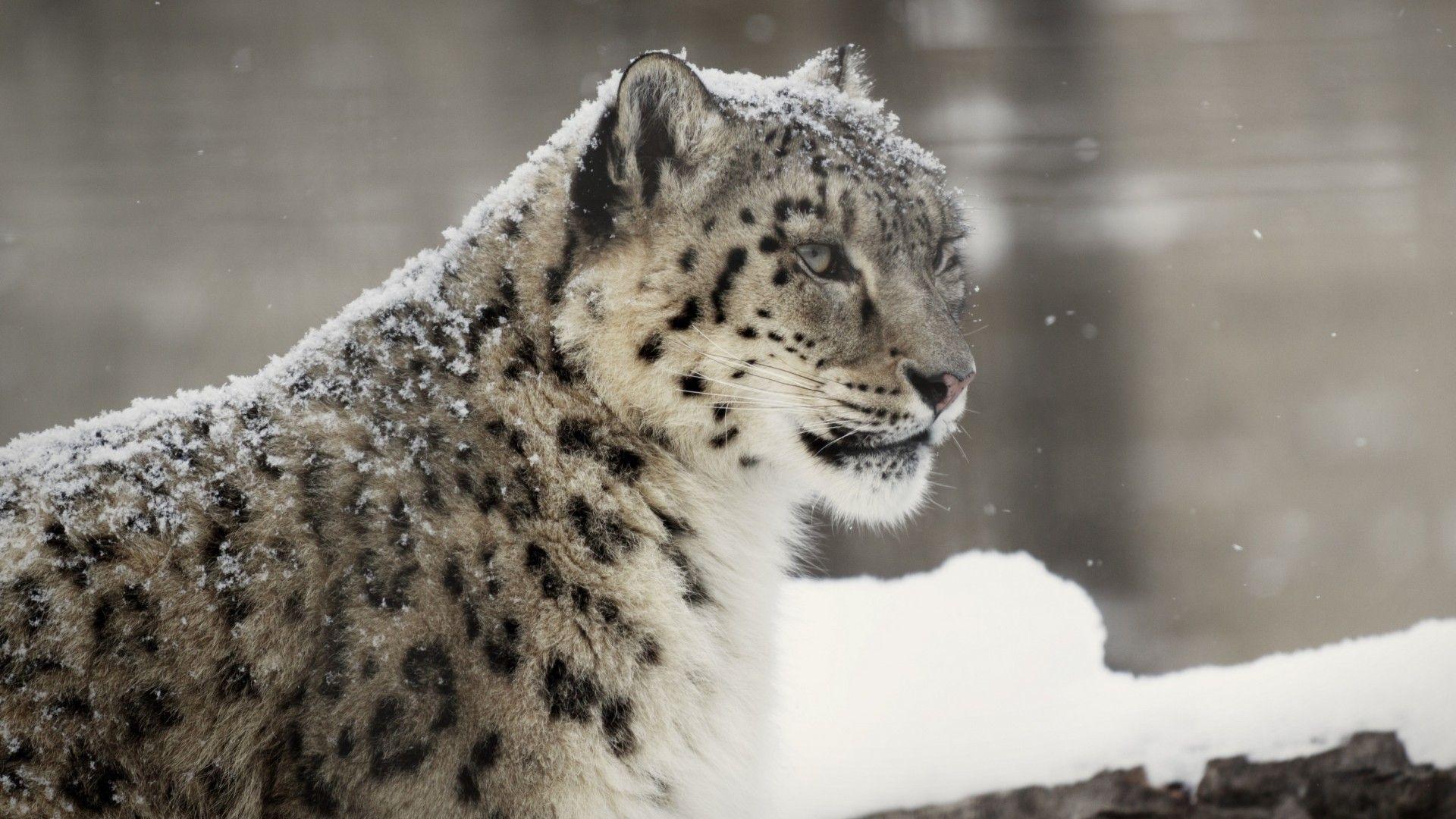 Cool Snow Leopard Wallpapers - Top Free Cool Snow Leopard Backgrounds ...