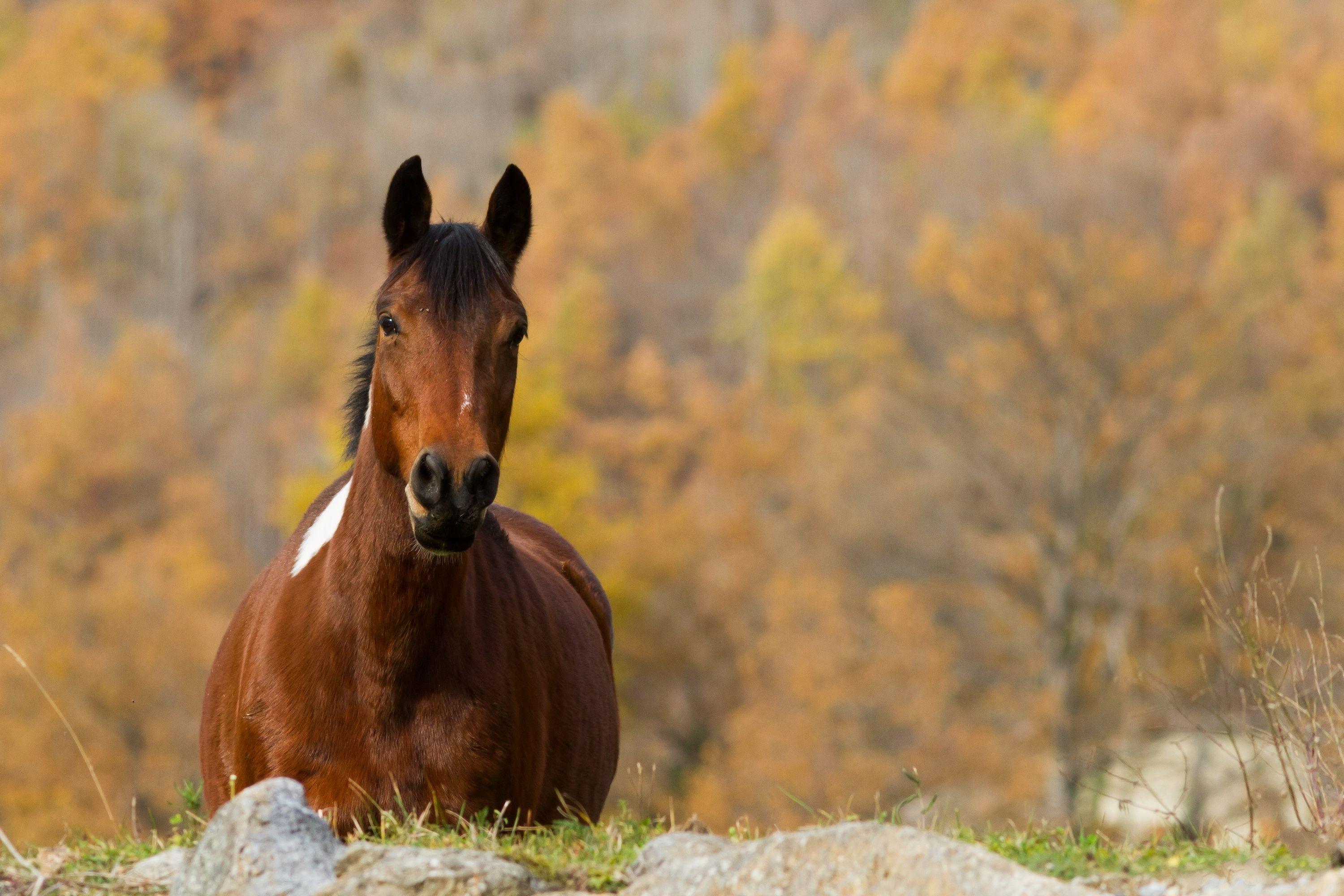 Horses fall. Андалузская лошадь гнедая. Лошади на природе. Лошадь осень. Лошади осенью.
