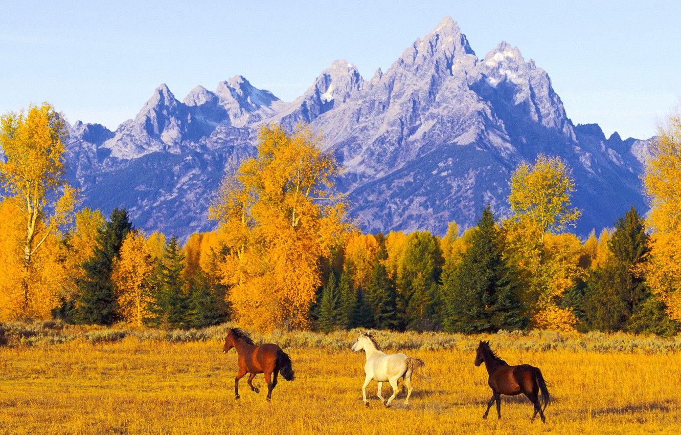 1332x850 Wallpaper autumn, freedom, mountains, space, Horses image